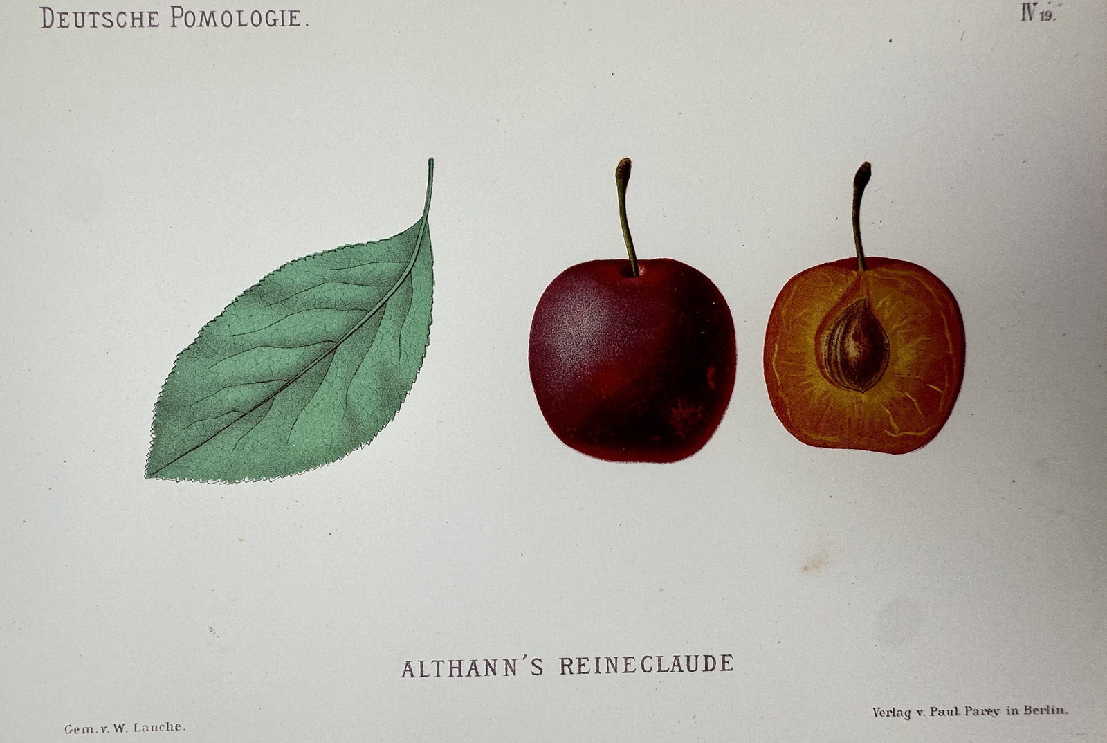 Wilhelm Lauche (1827-1883) – View of an Althann Plum – Chromolithograph (1882-1883) (1 of 2)