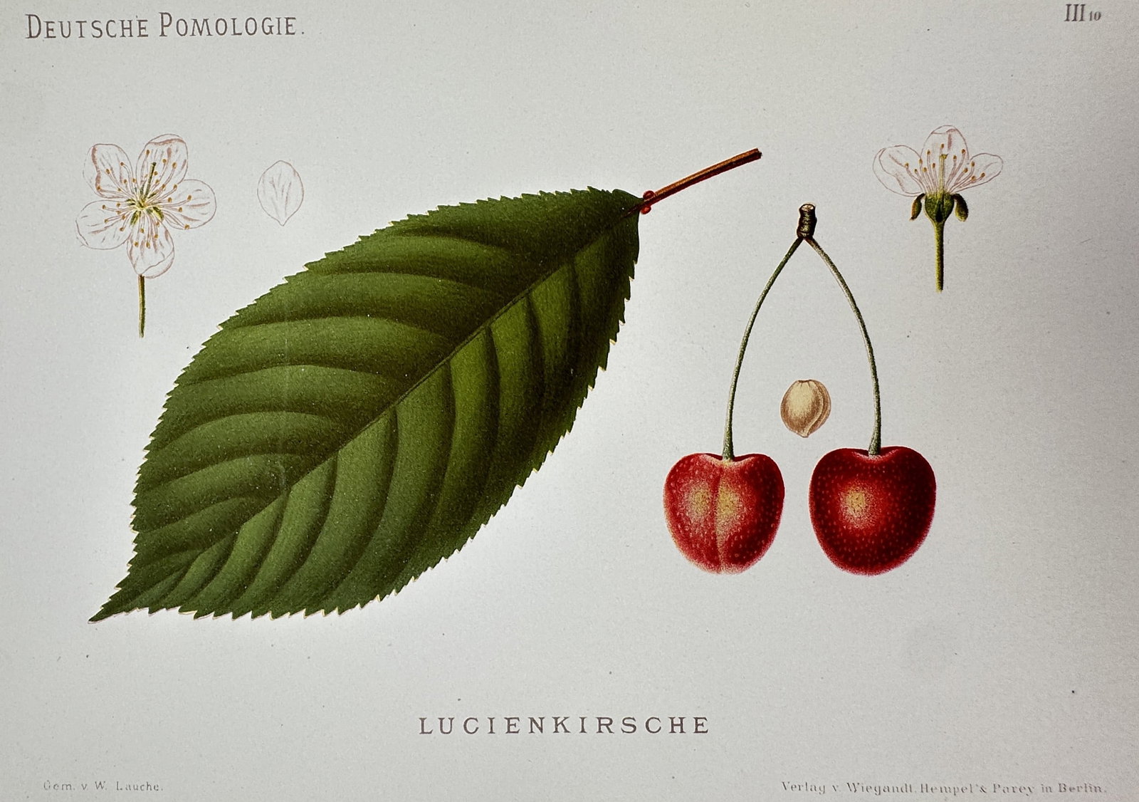 Wilhelm Lauche (1827-1883) – View of a Lucien Cherry – Chromolithograph (1882-1883) (1 of 2)
