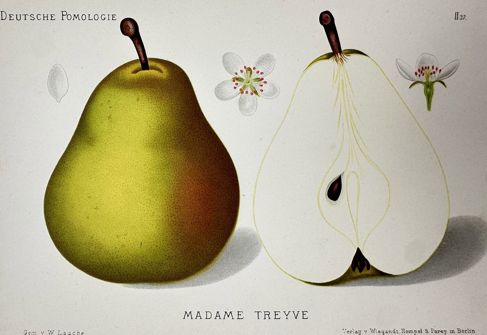 Wilhelm Lauche (1827-1883) – View of a Madame Treyve Pear – Chromolithograph (1882-1883): "Madame Treyve" This botanical print features a detailed study of a Madame Treyve pear, showing the whole fruit alongside a cross-section revealing the seeds and flesh, accompanied by small blossoms. 
