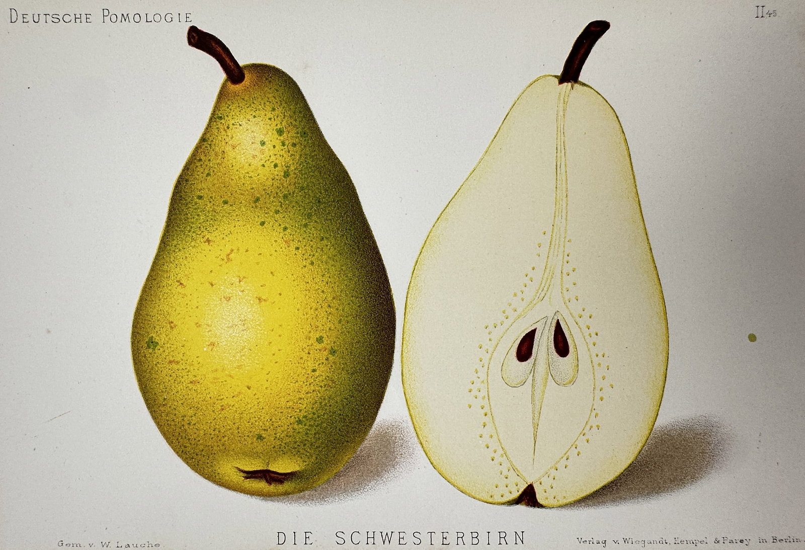 Wilhelm Lauche (1827-1883) – View of a Sister Pear – Chromolithograph (1882-1883): "Die Schwesterbirn" This botanical print features a detailed study of a sister pear, showing the whole yellow-green fruit alongside a longitudinal cross-section revealing the core and seeds. The work 