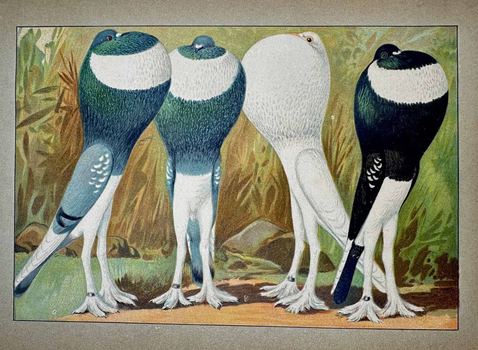 Emil Schachtzabel (1850–1941) – View of Pouter Pigeons – Chromolithograph (1906) (1 of 2)