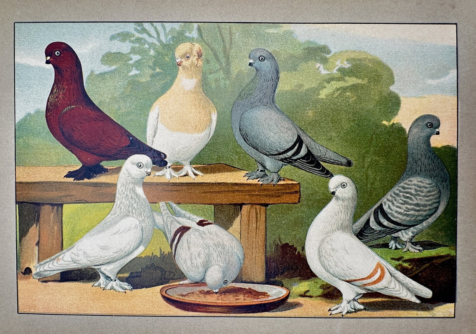 Emil Schachtzabel (1850–1941) – View of Various Pigeon Breeds – Chromolithograph (1906) (1 of 2)