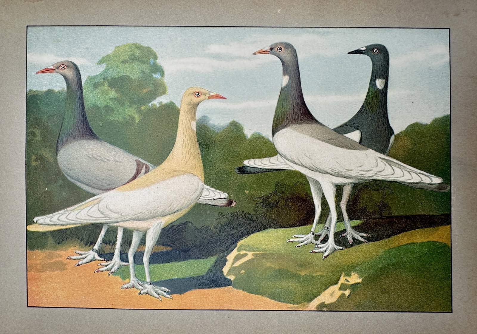 Emil Schachtzabel (1850–1941) – Study of German Long-Faced Tumbler Pigeons (1 of 2)