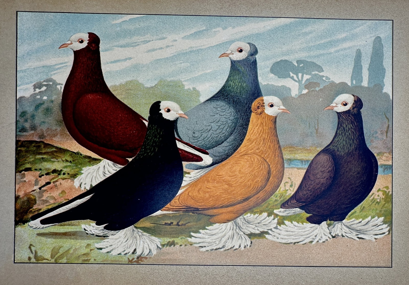 Emil Schachtzabel (1850–1941) – View of South German Monk Pigeons – Chromolithograph (1906) (1 of 2)