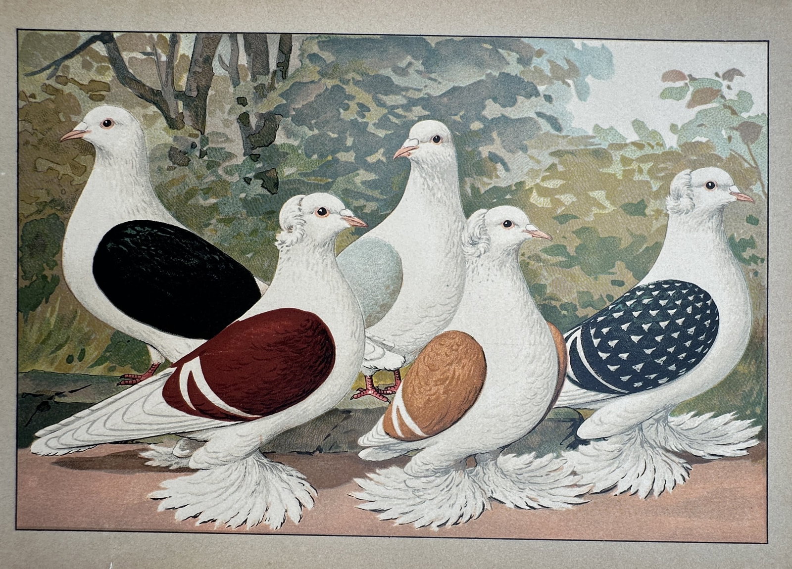 Emil Schachtzabel (1850-1941) – View of Saxon Shield Pigeons – Chromolithograph (1906) (1 of 2)