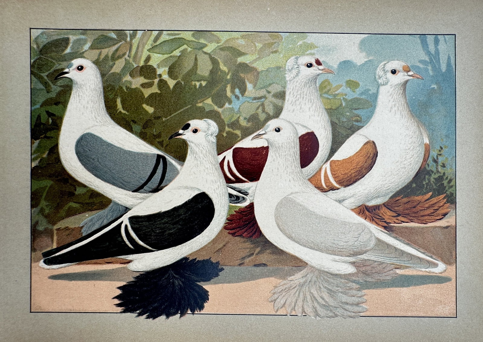 Emil Schachtzabel (1850–1941) – View of Saxon Spot Pigeons – Chromolithograph (1906) (1 of 2)