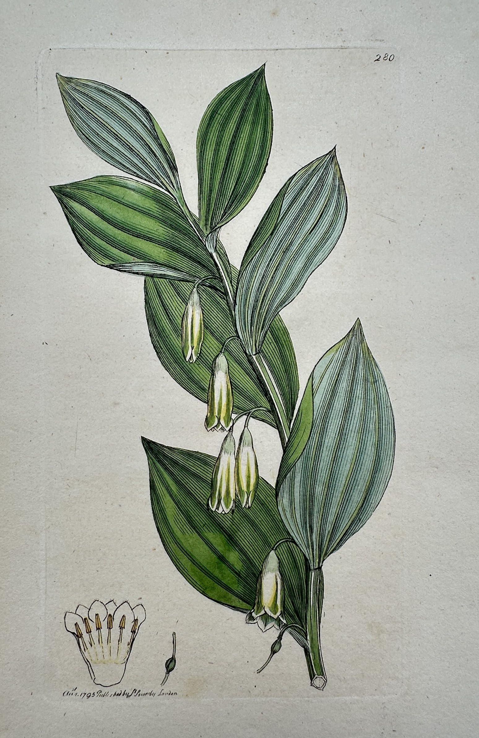 James Sowerby (1757–1822) – View of Solomon's Seal – Hand-coloured engraving (1795) (1 of 2)