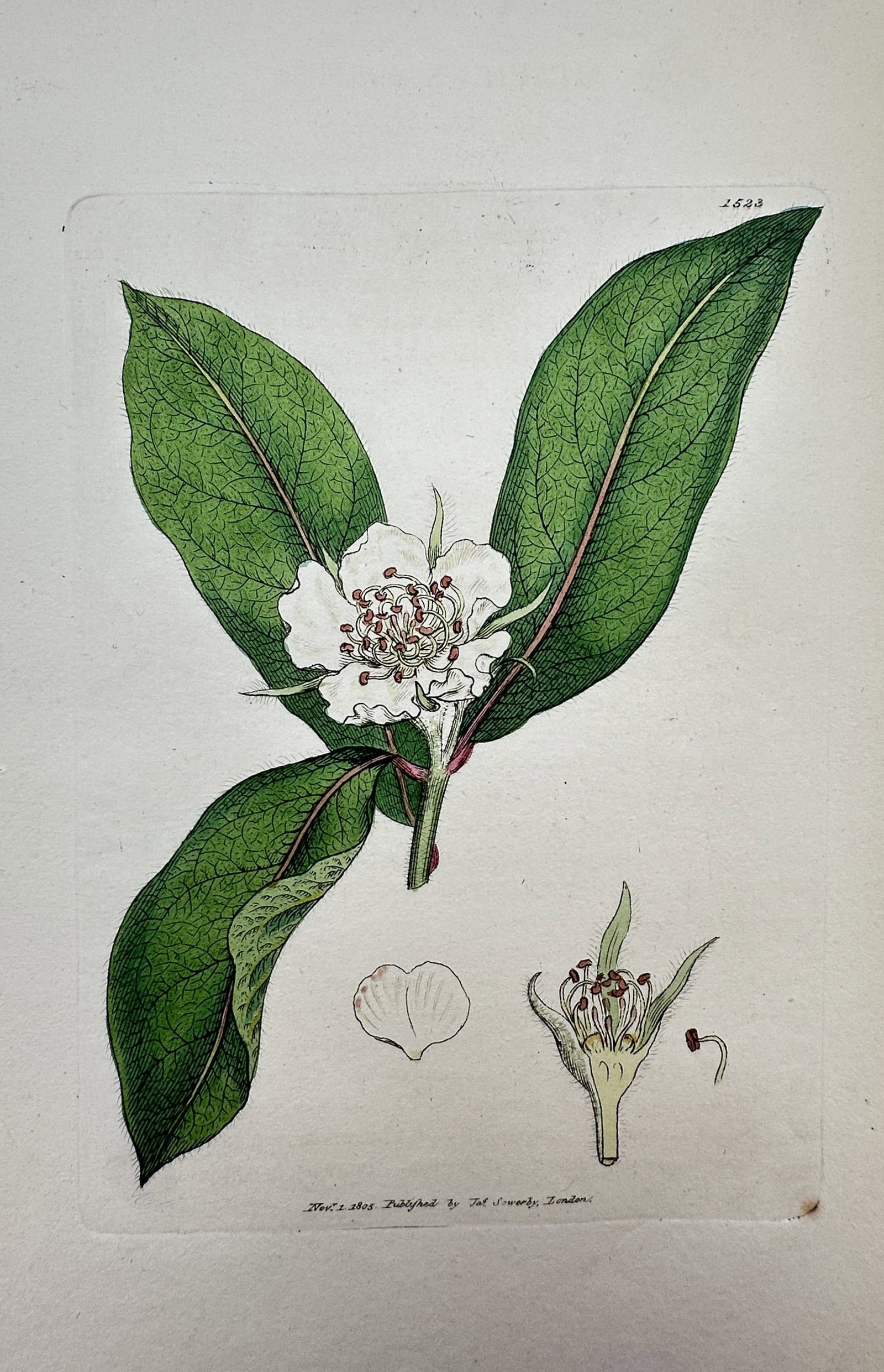 James Sowerby (1757–1822) – View of a Medlar – Hand-coloured engraving (1806): "Medlar" This botanical print features a detailed study of a Medlar branch, showing the elongated green leaves and a central white blossom, with anatomical dissections of the flower and a single petal