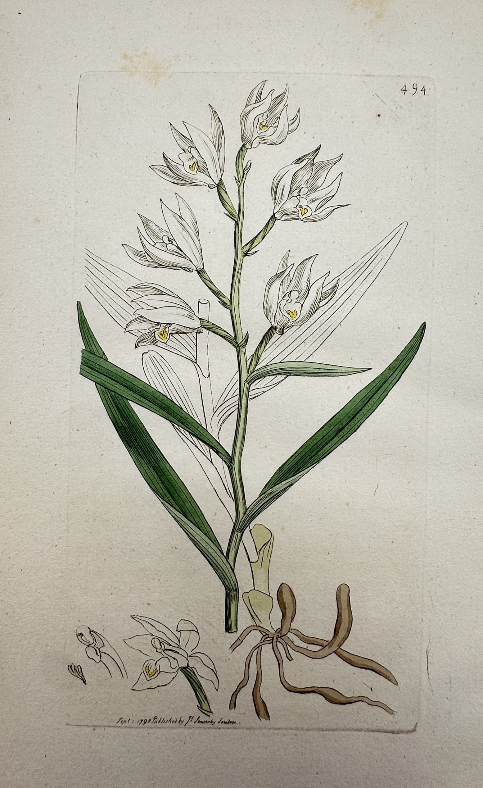 James Sowerby (1757–1822) – View of a Helleborine Orchid – Hand-coloured engraving (1798) (1 of 2)
