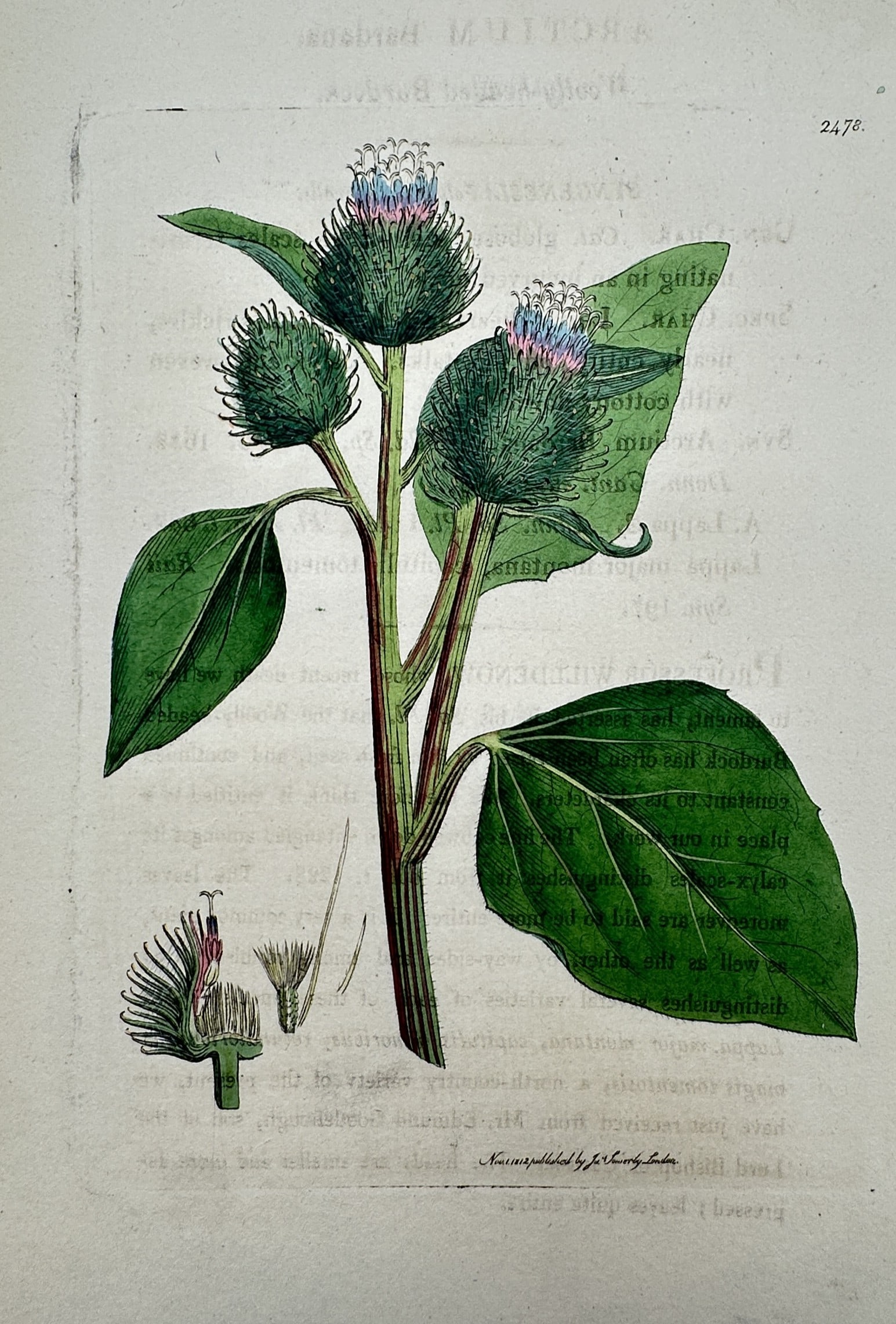 James Sowerby (1757–1822) – View of a Burdock – Hand-coloured engraving (1812): This botanical print features a detailed study of a Burdock plant, showing the thick stem, large green leaves, and the characteristic prickly flower heads (burs), with a floral dissection at the botto