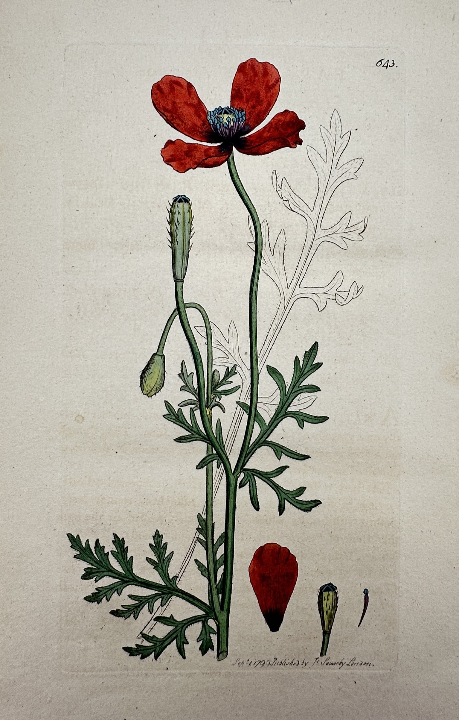 James Sowerby (1757–1822) – View of a Poppy – Hand-coloured engraving (1799) (1 of 2)