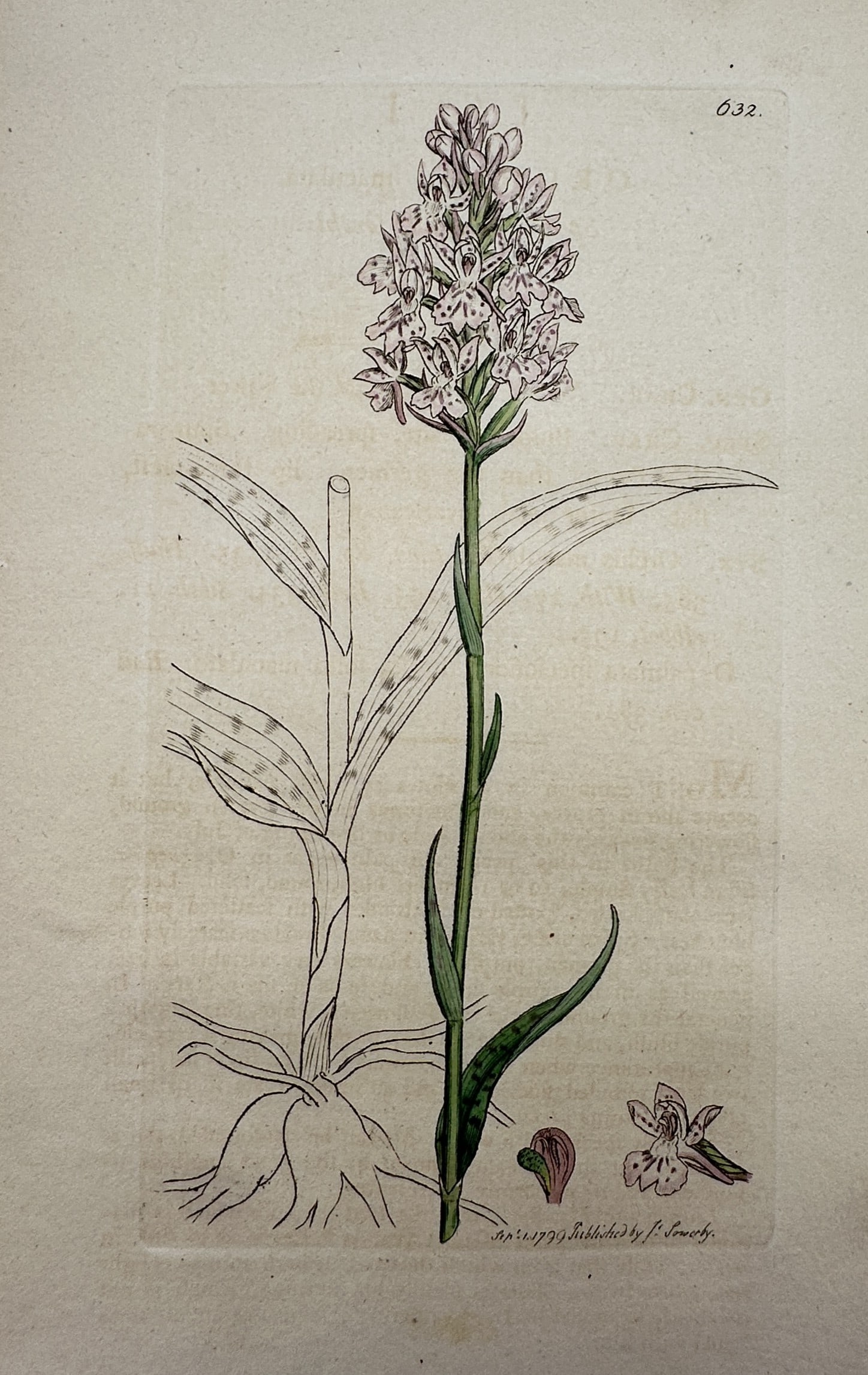 James Sowerby (1757–1822) – View of a Spotted Orchid – Hand-coloured engraving (1799) (1 of 2)