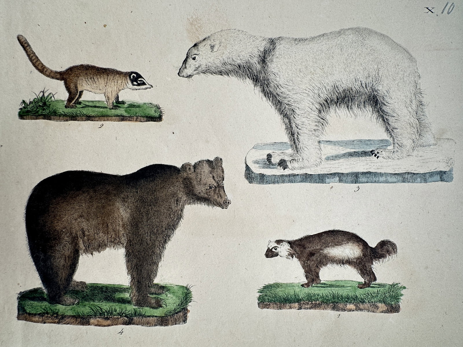 Friedrich Justin Bertuch – Study of Bears and Mammals – Hand-colored engraving (c. 1790–1830) (1 of 2)