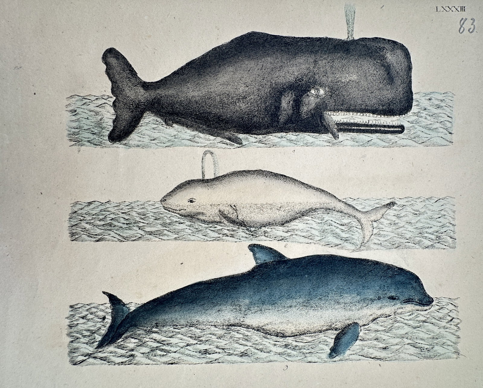 Friedrich Justin Bertuch – Study of Whales and Dolphins – Hand-colored engraving (c. (1 of 2)