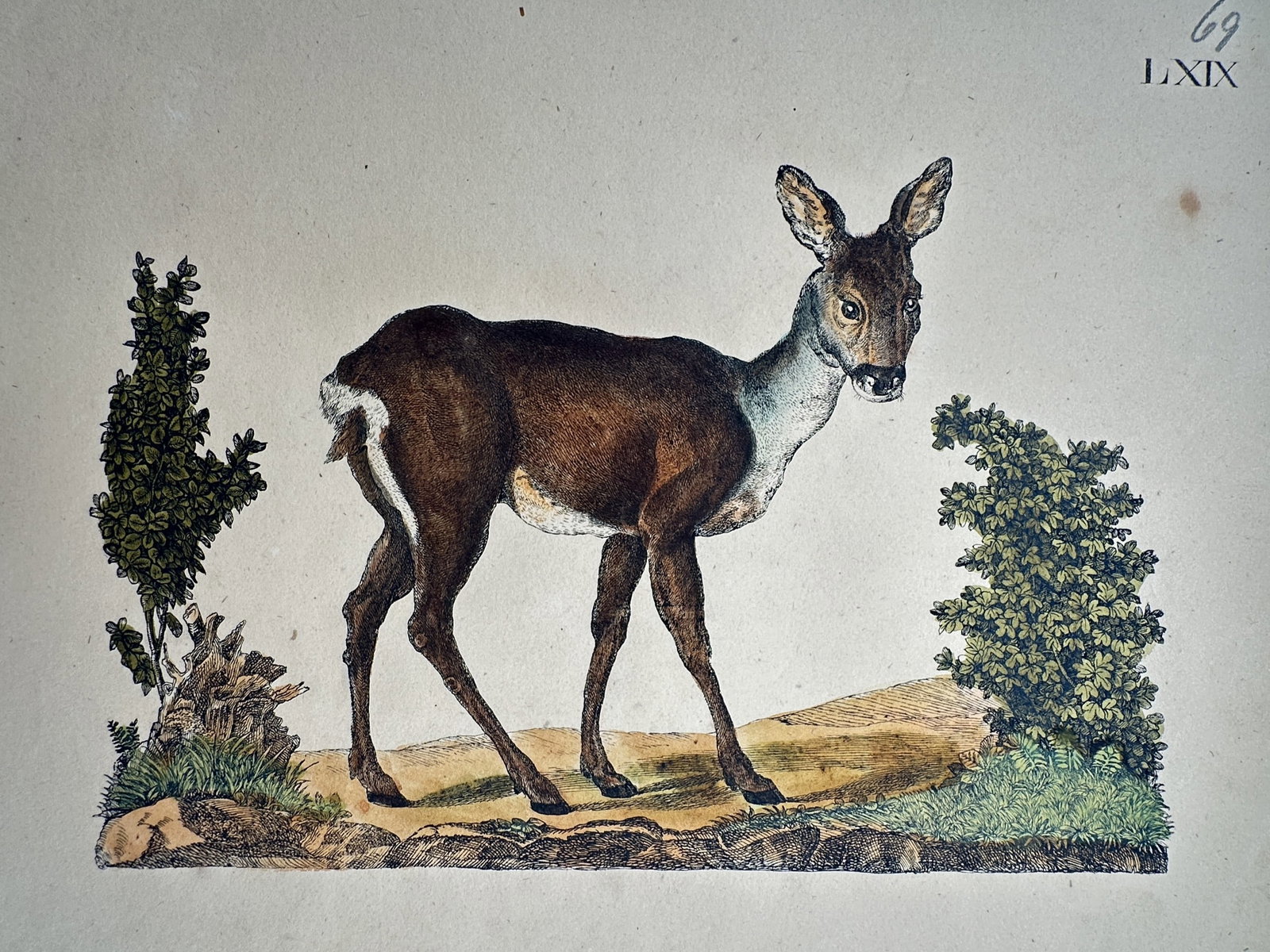 Friedrich Justin Bertuch – Study of a Roe Deer – Hand-colored engraving (c. 1790–1830) (1 of 2)