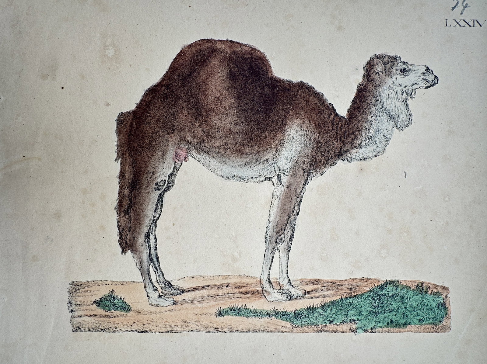 Friedrich Justin Bertuch – Study of a Dromedary Camel – Hand-colored engraving (c. 1790–1830) (1 of 2)