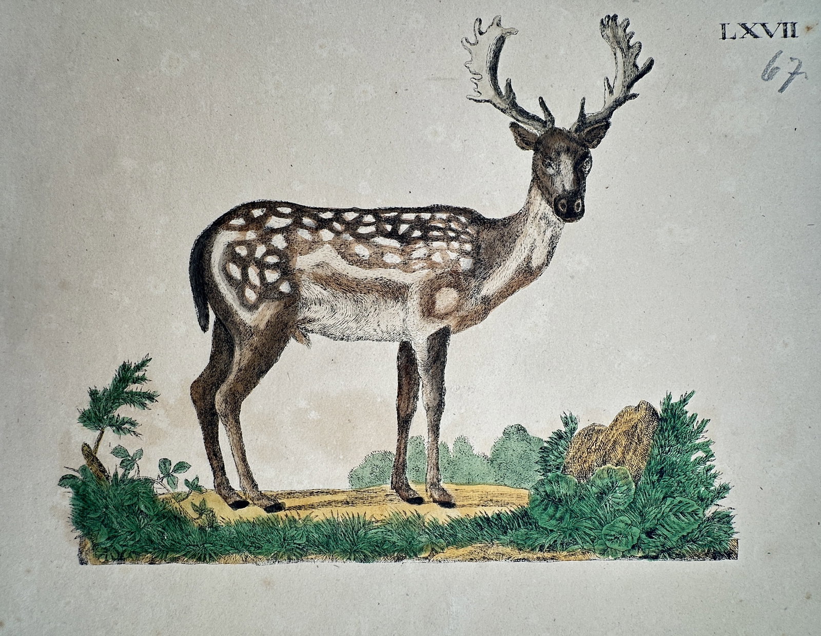 Friedrich Justin Bertuch – Study of a Fallow Deer – Hand-colored engraving (c. 1790–1830) (1 of 2)