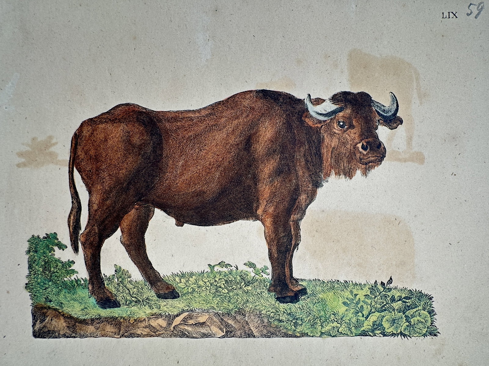 Friedrich Justin Bertuch – View of a European Bison – Hand-coloured engraving (c. 1790–1830): "Wisent" This zoological study from IMG_3459.jpg depicts a European bison standing on a grassy plot. The work is a hand-coloured engraving from the Bilderbuch fur Kinder, an encyclopedic series publis