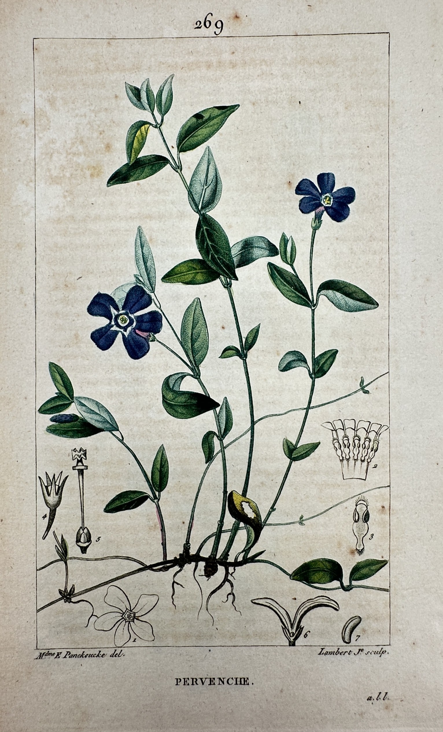 Anne-Ernestine Panckoucke (1784–1860) – View of a Periwinkle – Hand-coloured engraving (1 of 2)