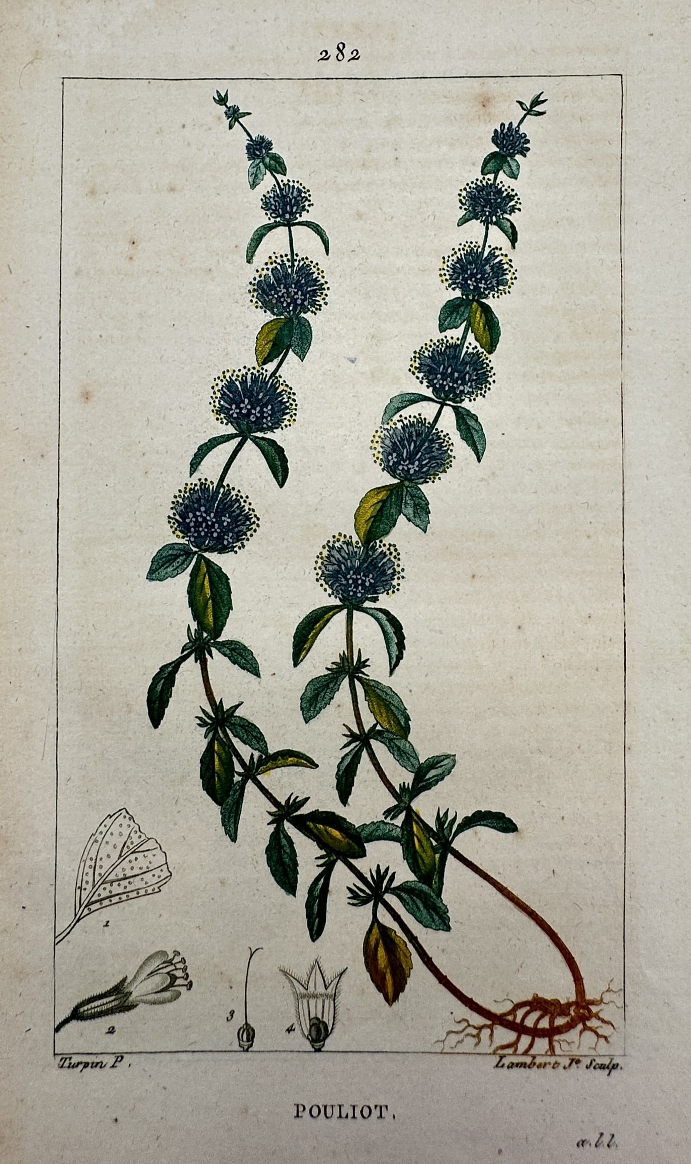 Pierre Jean François Turpin (1775–1840) – View of a Pennyroyal – Hand-coloured engraving: "Pouliot" This botanical study from the image illustrates a pennyroyal plant with its creeping stems, small green leaves, and whorls of purple flowers, along with anatomical dissections of the blossom