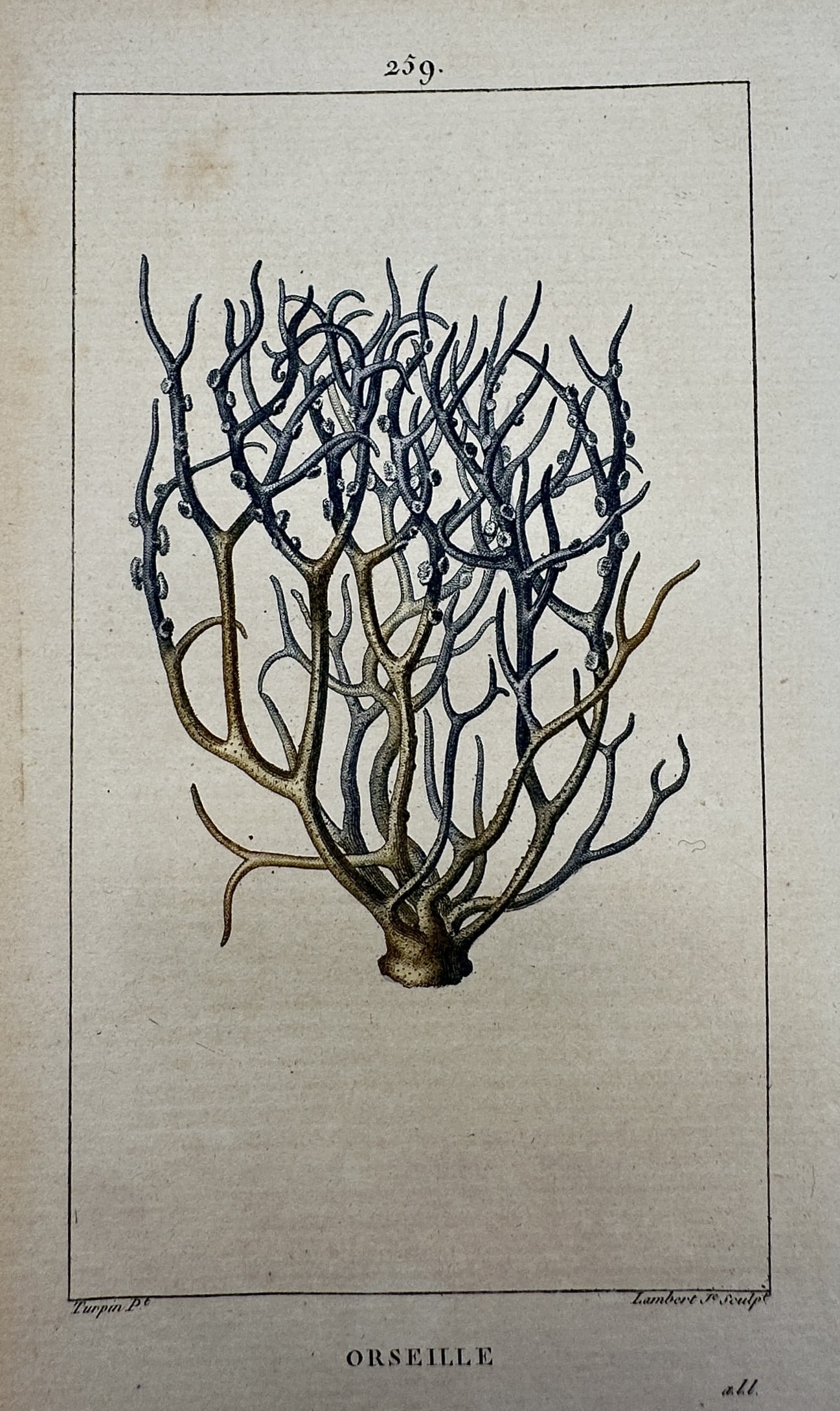Pierre Jean François Turpin (1775–1840) – View of Orchella Weed – Hand-coloured engraving: "Orseille" This botanical study illustrates orchella weed, a species of lichen, showing its branched, tubular thallus in shades of grey and ochre. The work is a hand-coloured engraving from Le Flore M