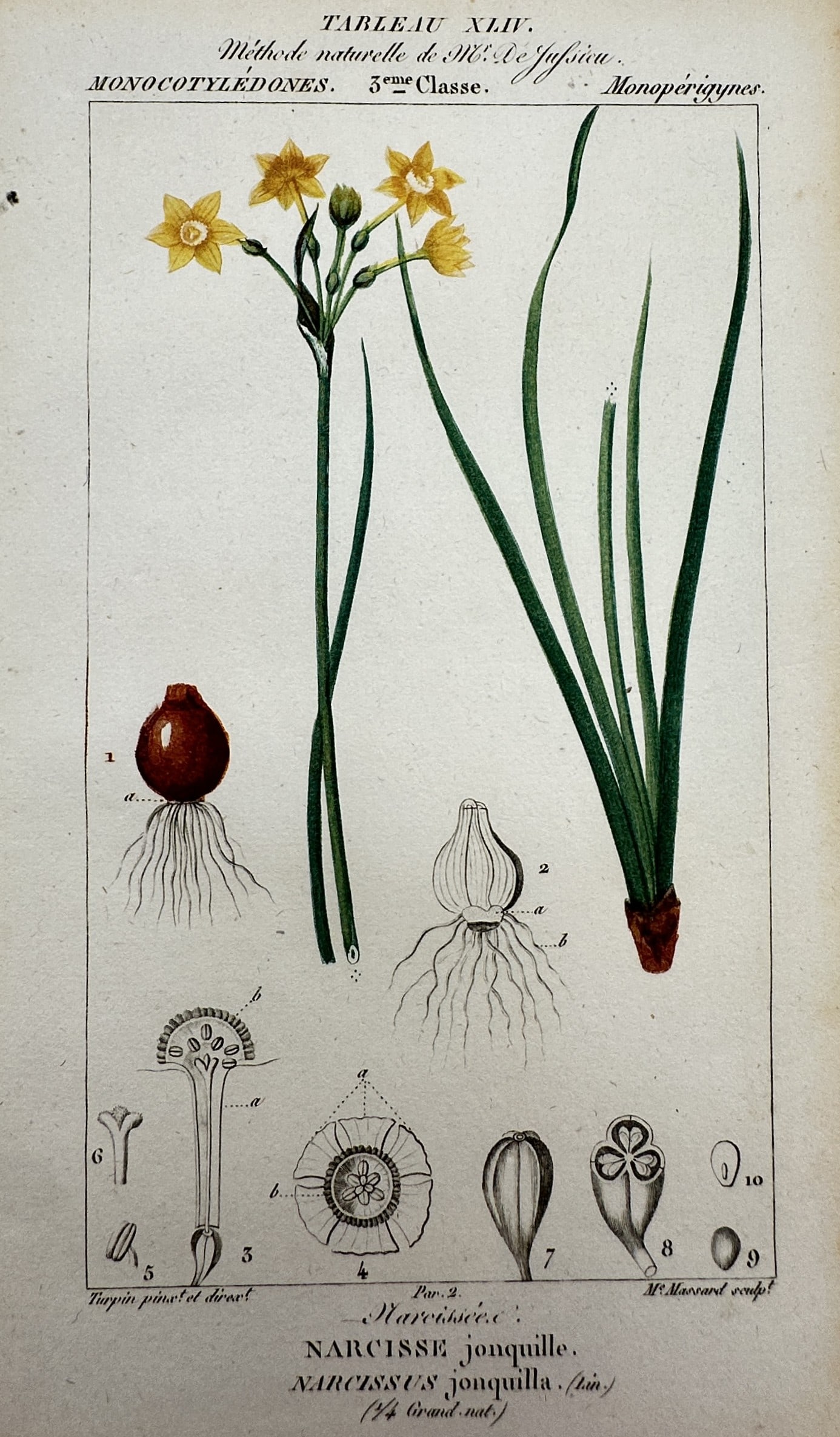 Pierre Jean François Turpin (1775–1840) – View of a Jonquil – Hand-coloured engraving: "Narcisse jonquille" This botanical study from the image illustrates a jonquil featuring its slender green leaves and vibrant yellow blossoms, accompanied by detailed anatomical dissections of the bul