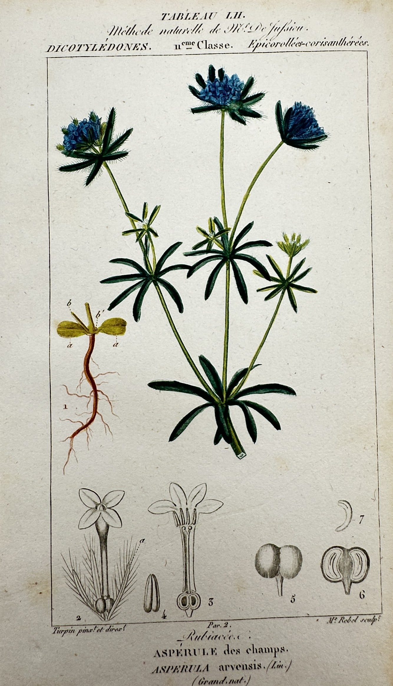 Pierre Jean François Turpin (1775–1840) – View of Blue Woodruff – Hand-coloured engraving (1 of 2)