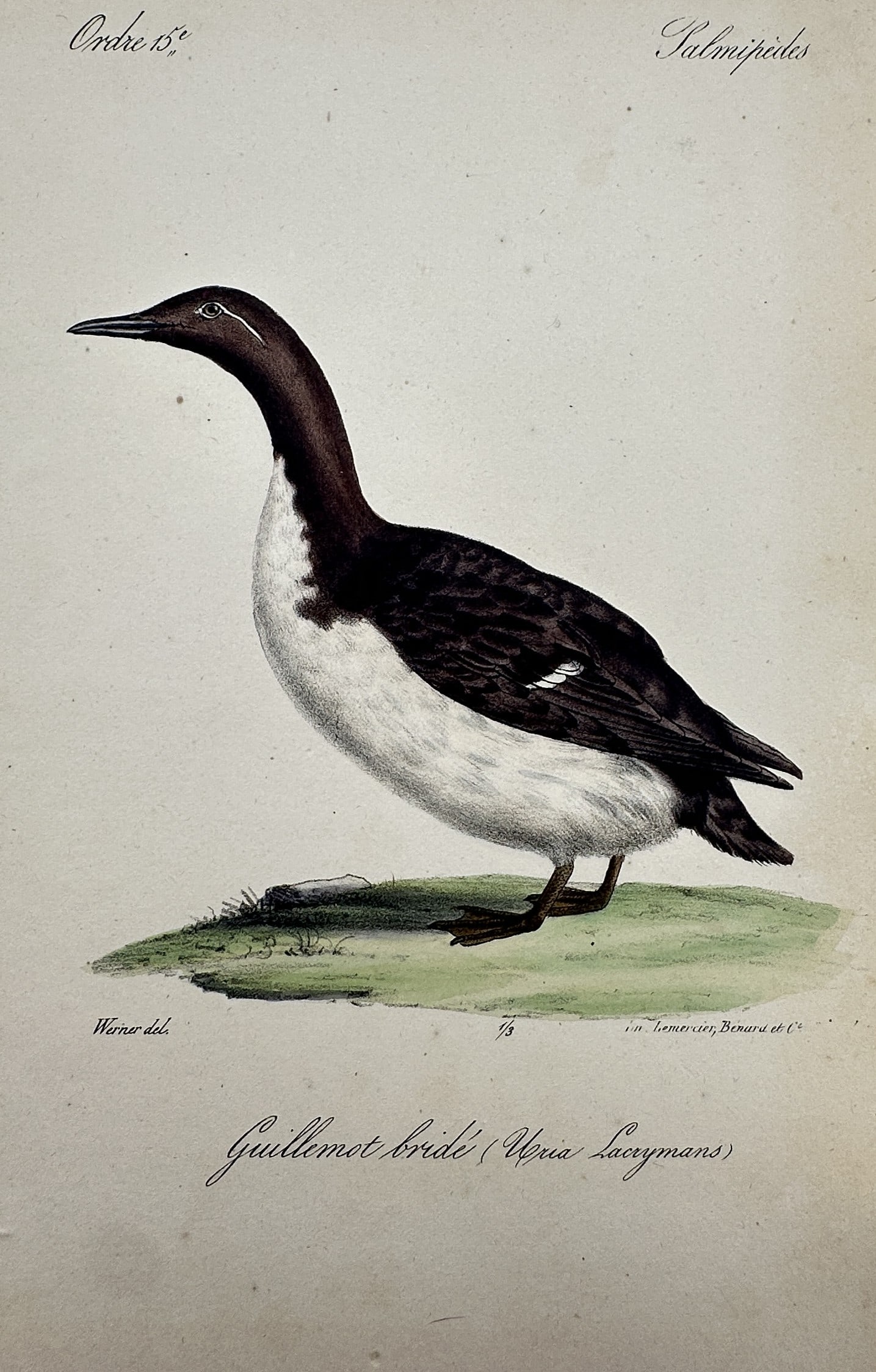 Jean-Charles Werner (1798–1856) – View of a Bridled Guillemot – Hand-coloured engraving (1 of 2)
