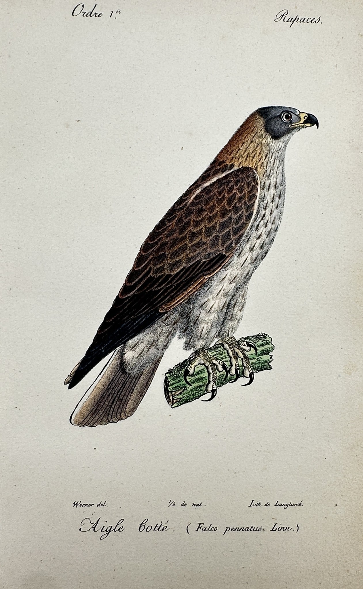 Jean-Charles Werner (1798–1856) – View of a Booted Eagle – Hand-coloured engraving (1 of 2)