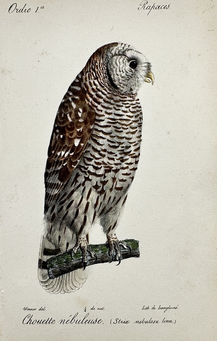 Jean-Charles Werner (1798–1856) – View of a Great Grey Owl – Hand-coloured engraving (1 of 2)