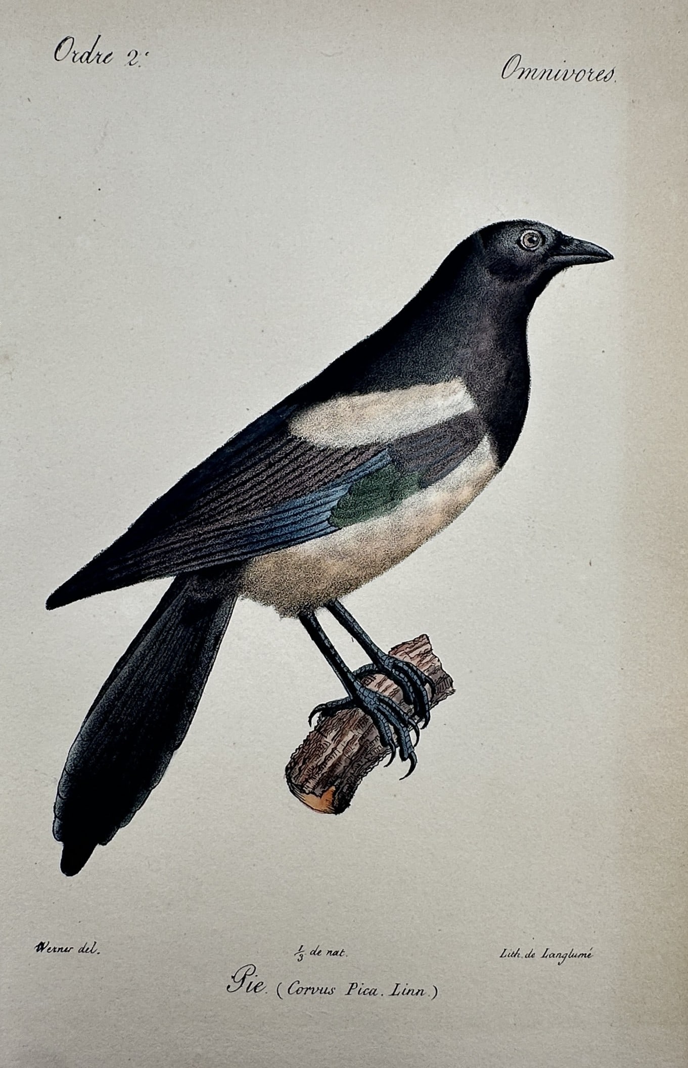 Jean-Charles Werner (1798–1856) – View of a Eurasian Magpie – Hand-coloured engraving (1 of 2)