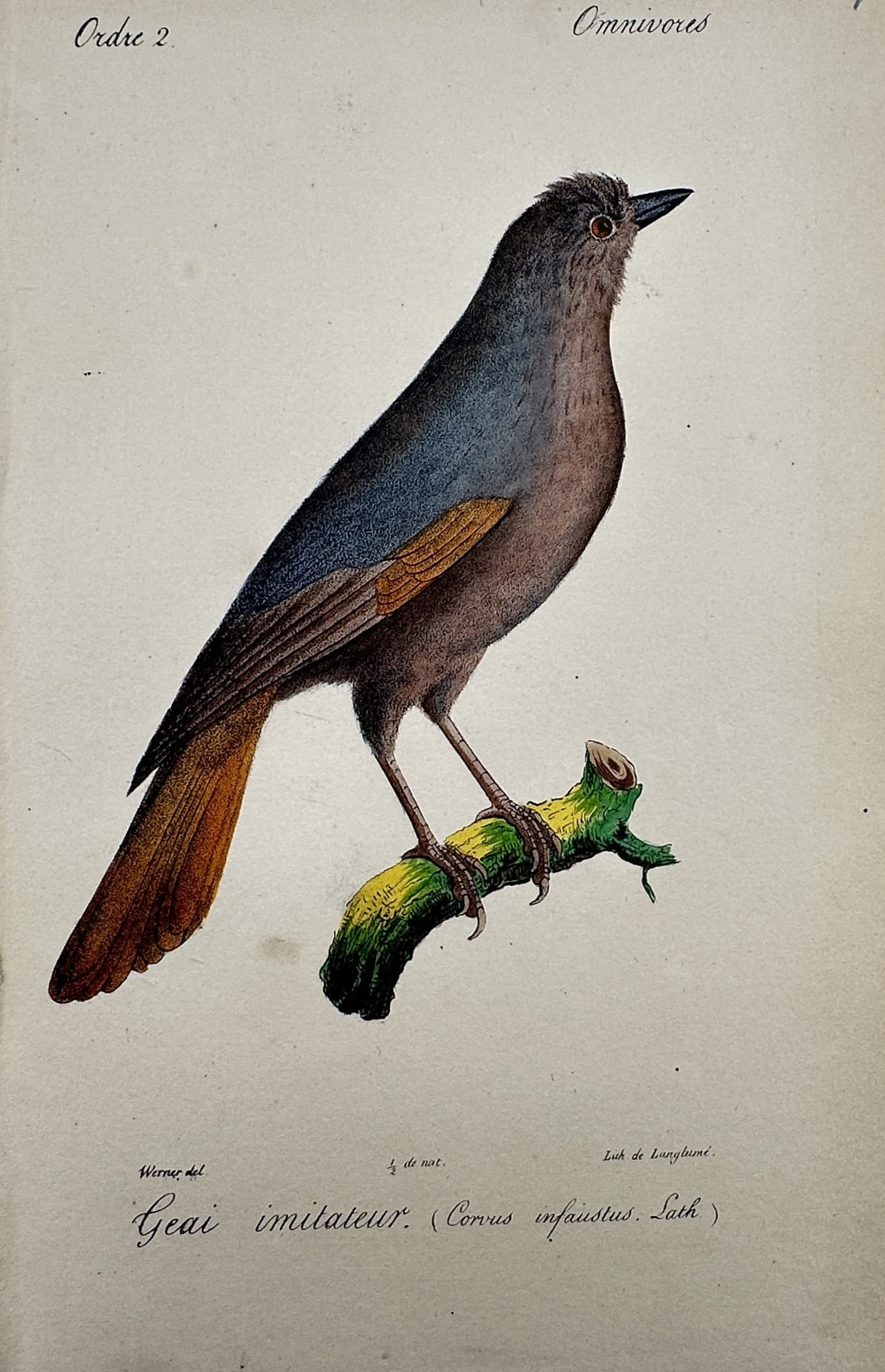 Jean-Charles Werner (1798–1856) – View of a Siberian Jay – Hand-coloured engraving: "Geai imitateur (Corvus infaustus)" This ornithological study illustrates a Siberian jay perched on a mossy branch, showing its greyish-brown plumage and characteristic rufous-orange highlights on the