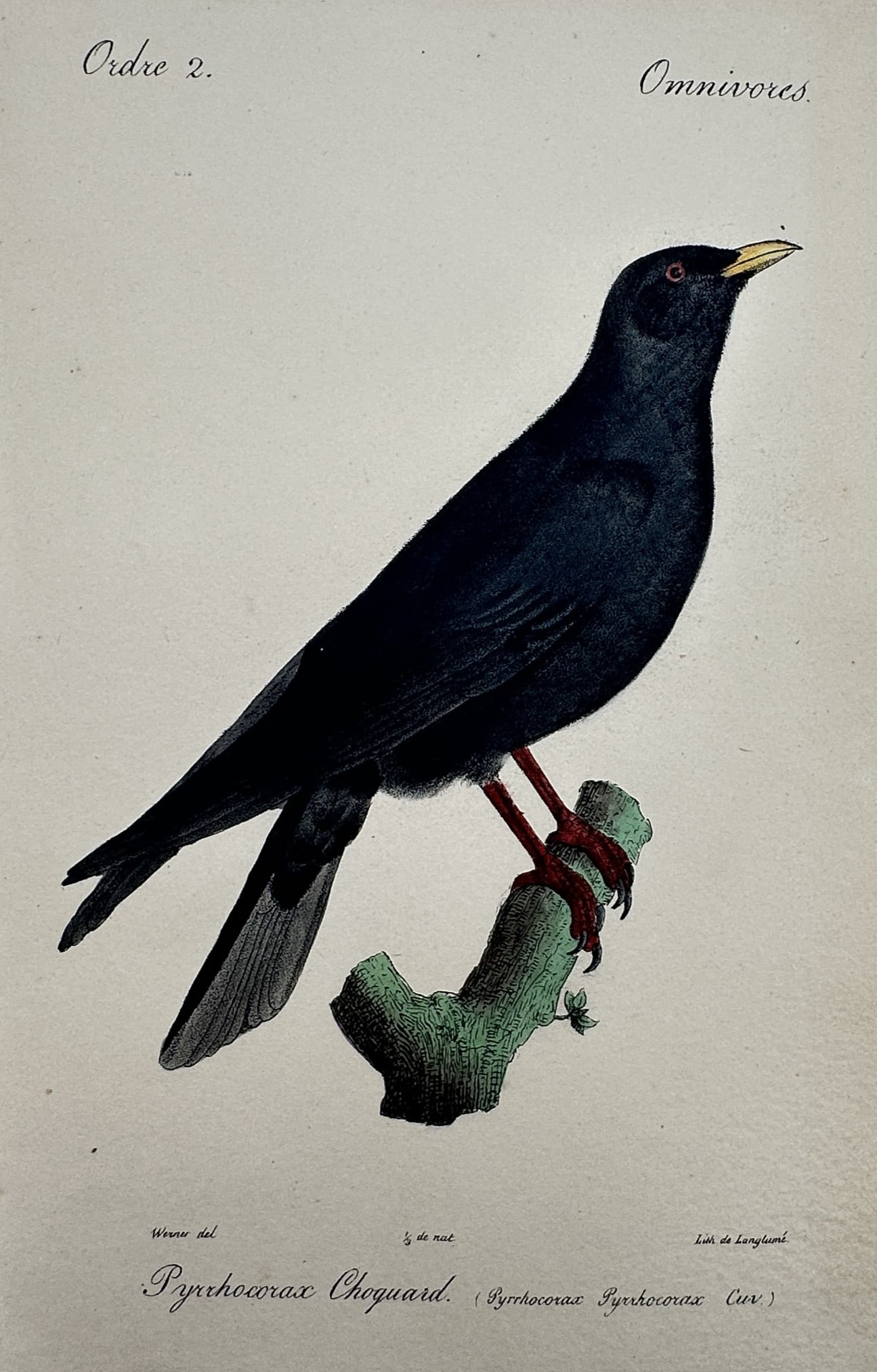 Jean-Charles Werner (1798–1856) – View of an Alpine Chough – Hand-coloured engraving (1 of 2)