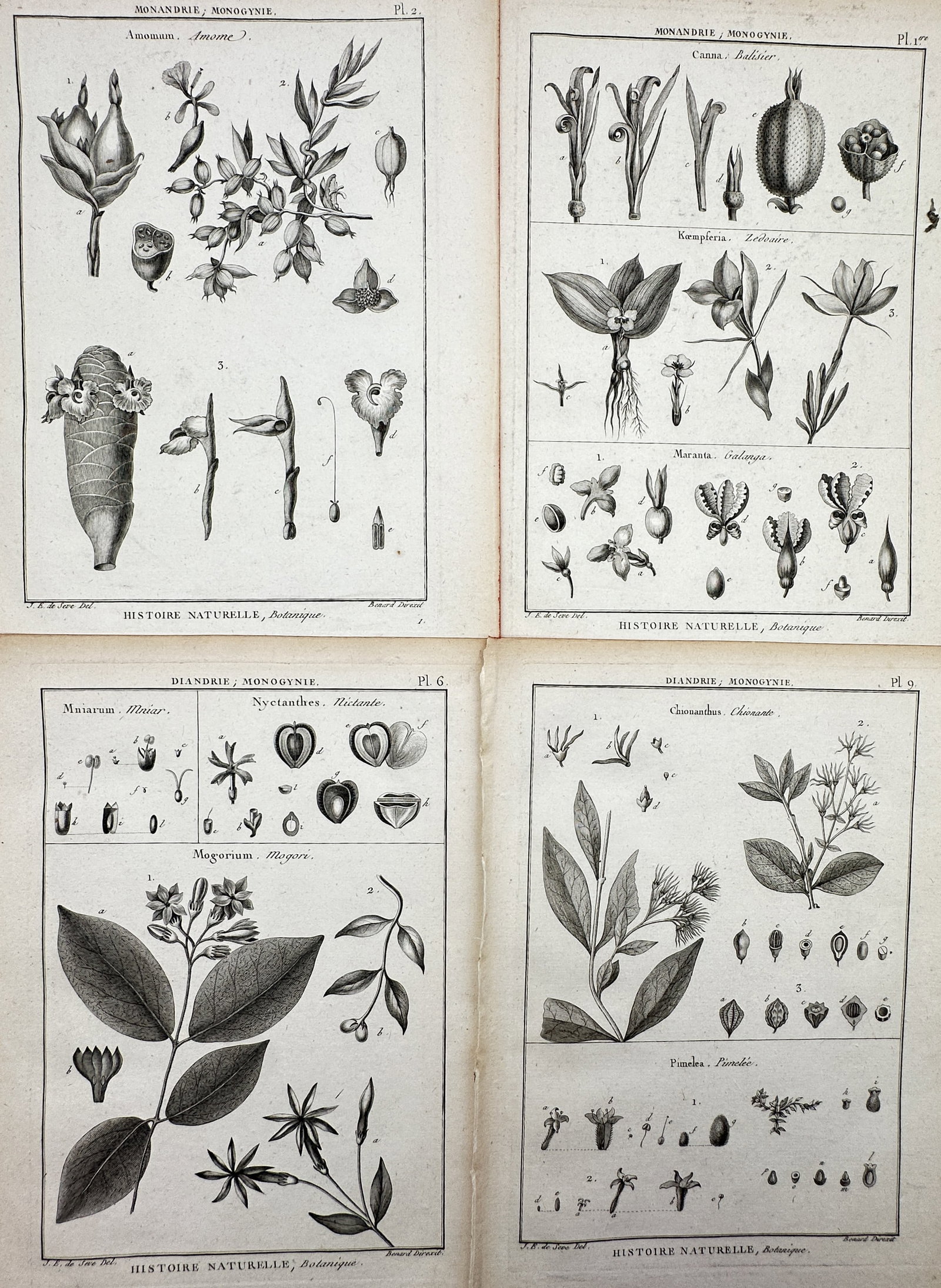 Robert Bénard (1734–1777) – Set of 4: Studies of Botanical Species – Engraving (c. (1 of 2)