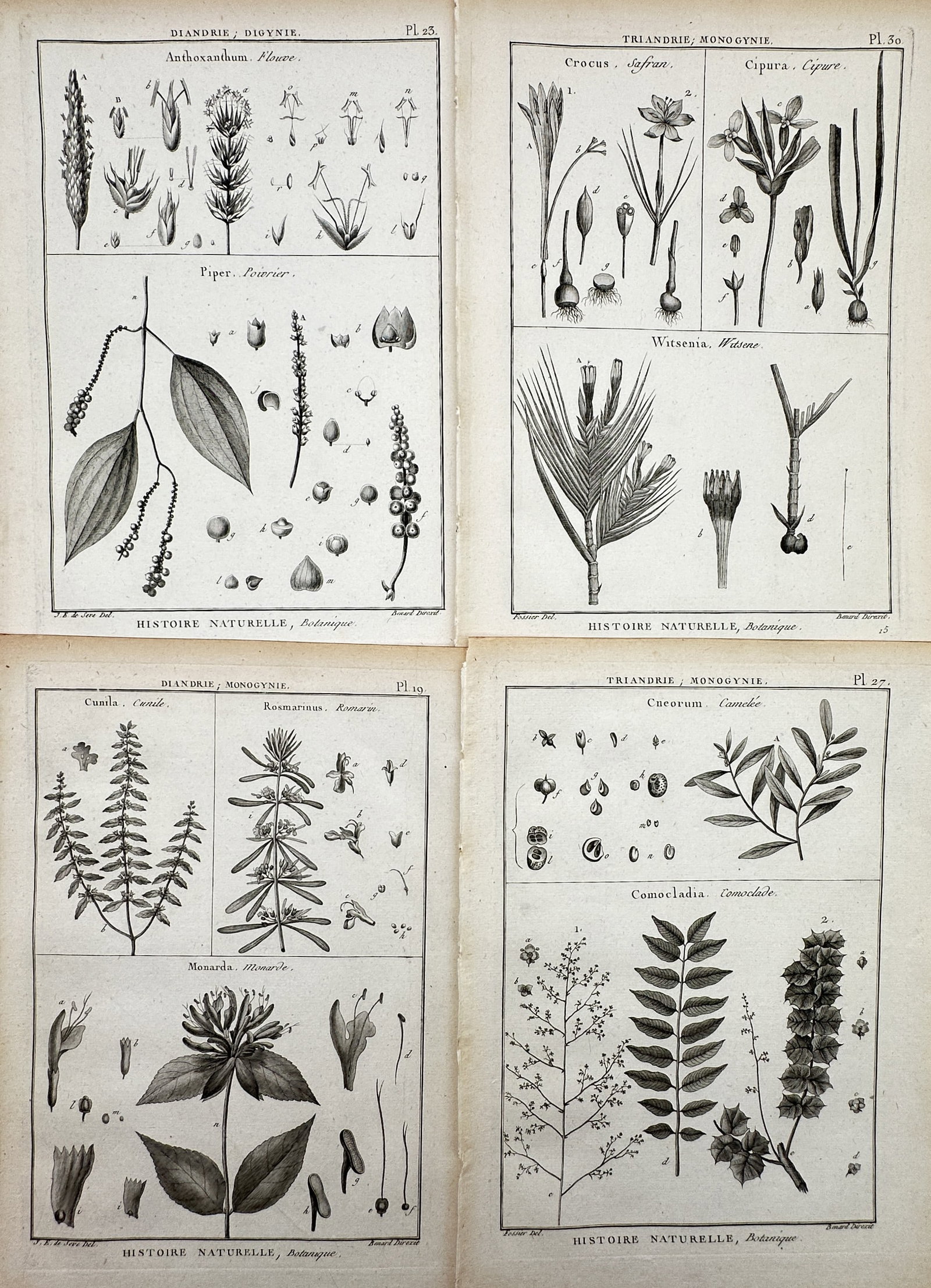 Robert Bénard (1734–1777) – Set of 4: Studies of Botanical Species – Engraving (c. (1 of 2)