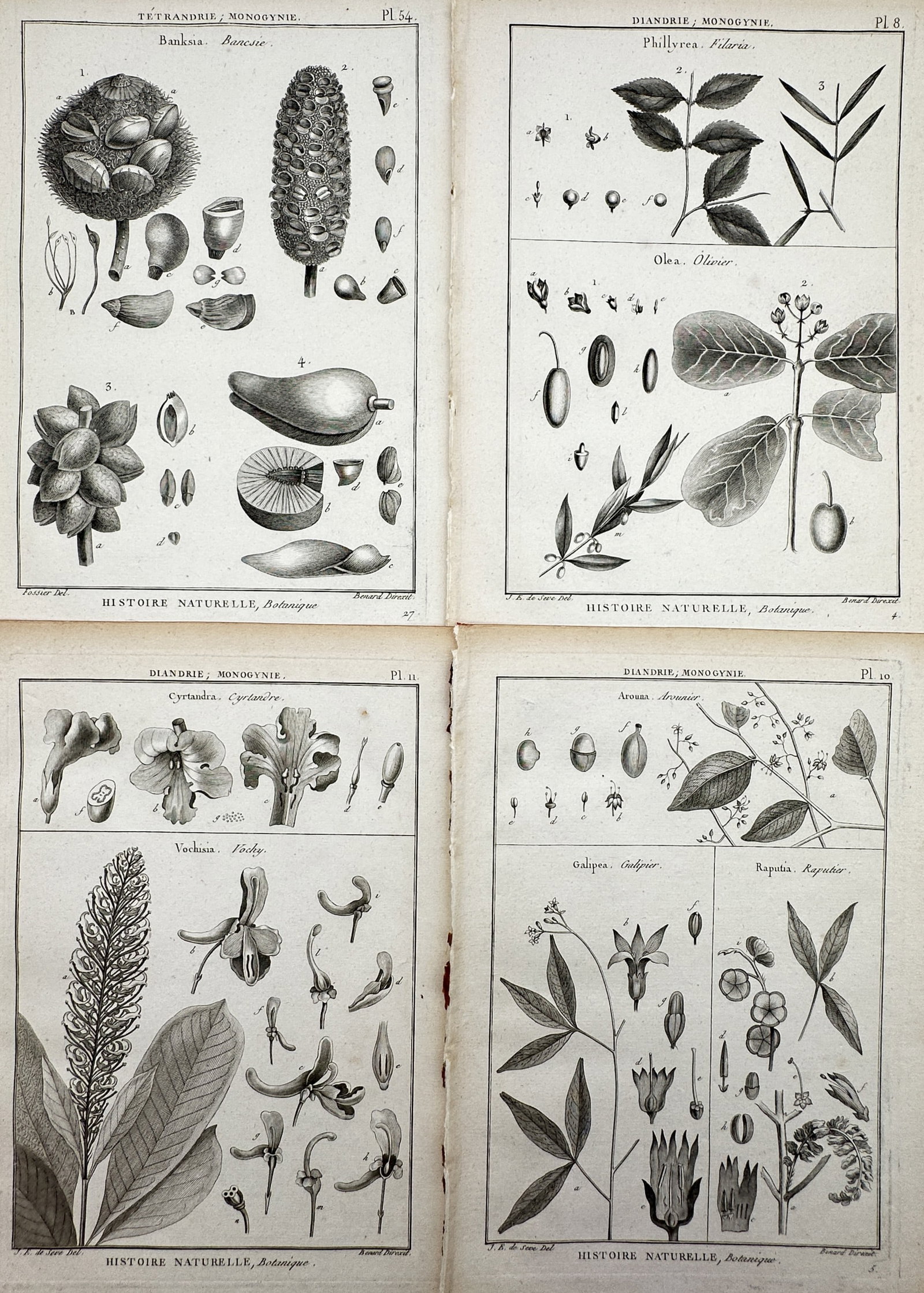 Robert Bénard (1734–1777) – Set of 4: Studies of Botanical Species – Engraving (c. (1 of 2)
