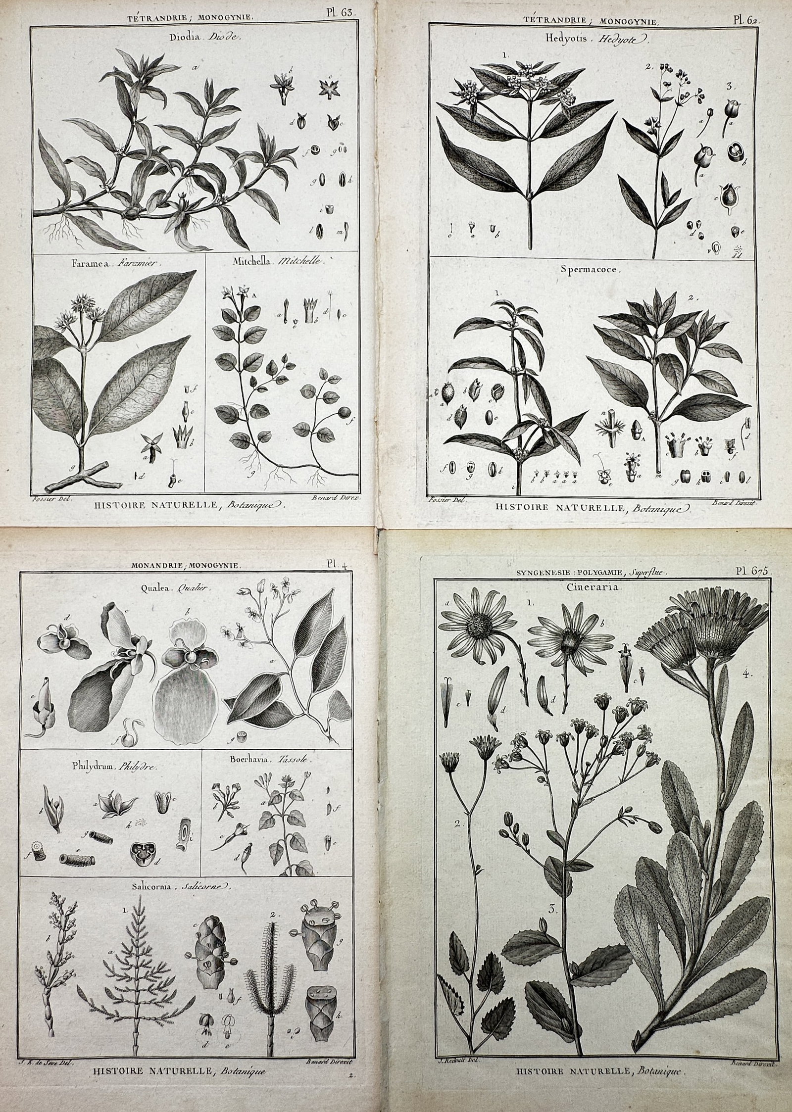 Robert Bénard (1734–1777) – Set of 4: Studies of Botanical Species – Engraving (c. (1 of 2)