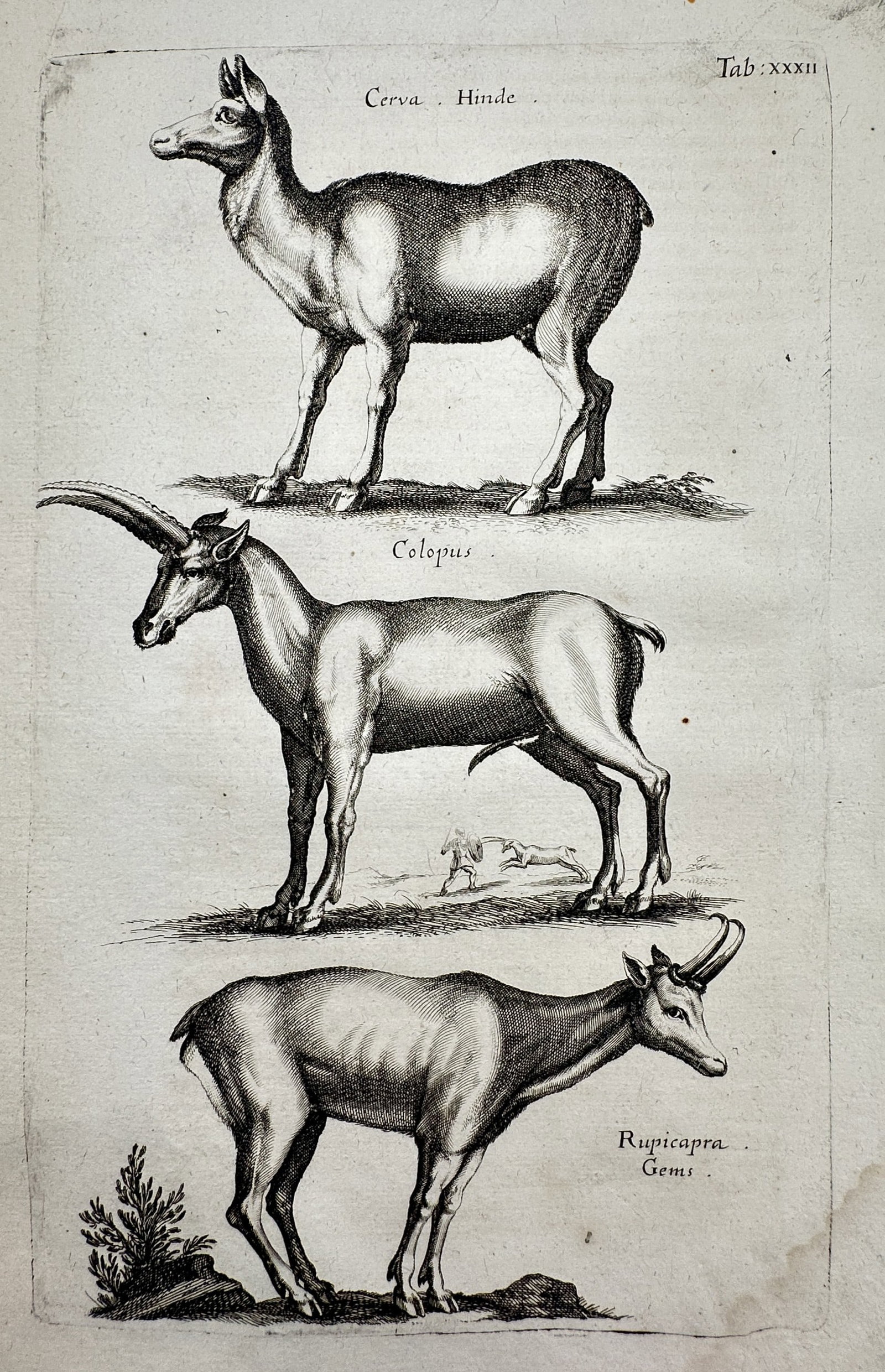 Johannes Jonstonus (1603–1675) – View of Cervid and Caprid Species – Copper engraving: "Tab: XXXII" This copperplate engraving from the image illustrates three distinct animals: a "Cerva" (Hind), a "Colopus", and a "Rupicapra" (Chamois/Gems). The work is a plate from Jonstonus’s semin