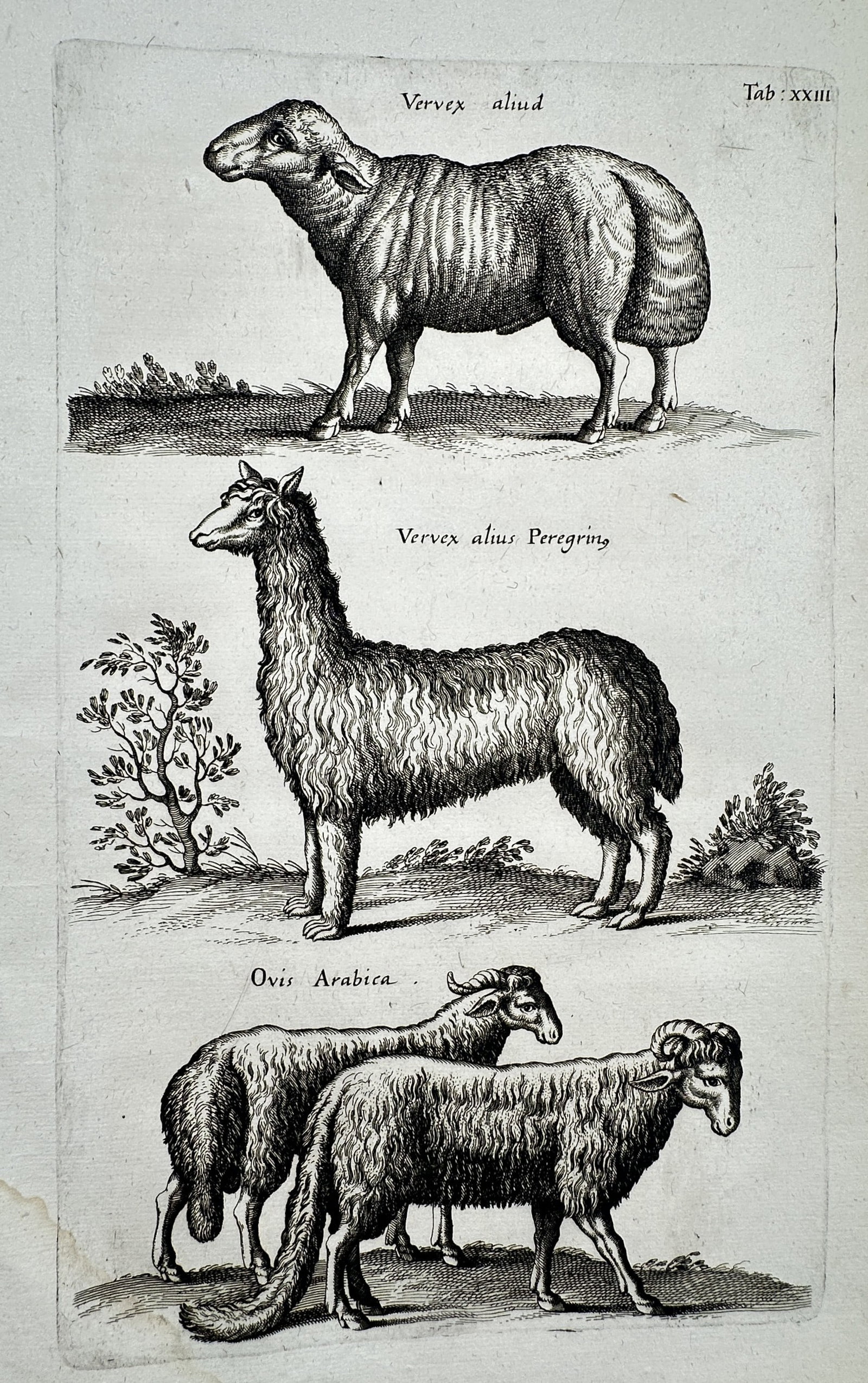Johannes Jonstonus (1603–1675) – View of Sheep and Camelid Species – Copper engraving: "Tab: XXIII" This copperplate engraving illustrates three distinct types of animals: a "Vervex aliud" (a type of ram or sheep), a "Vervex alius Peregrin" (likely a llama or alpaca, described as a fore