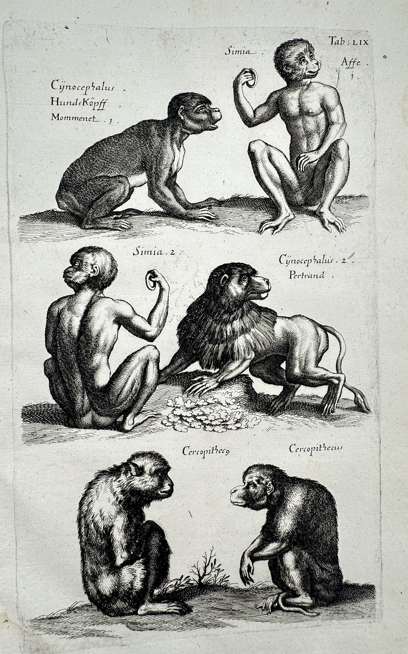 Johannes Jonstonus (1603–1675) – View of Primate Species – Copper engraving (c. 1650–1653): "Tab: LIX" This copperplate engraving illustrates several species of primates, identified with Latin and German labels such as "Cynocephalus" (HundsKöpff), "Simia" (Affe), and "Cercopithecus." The wo