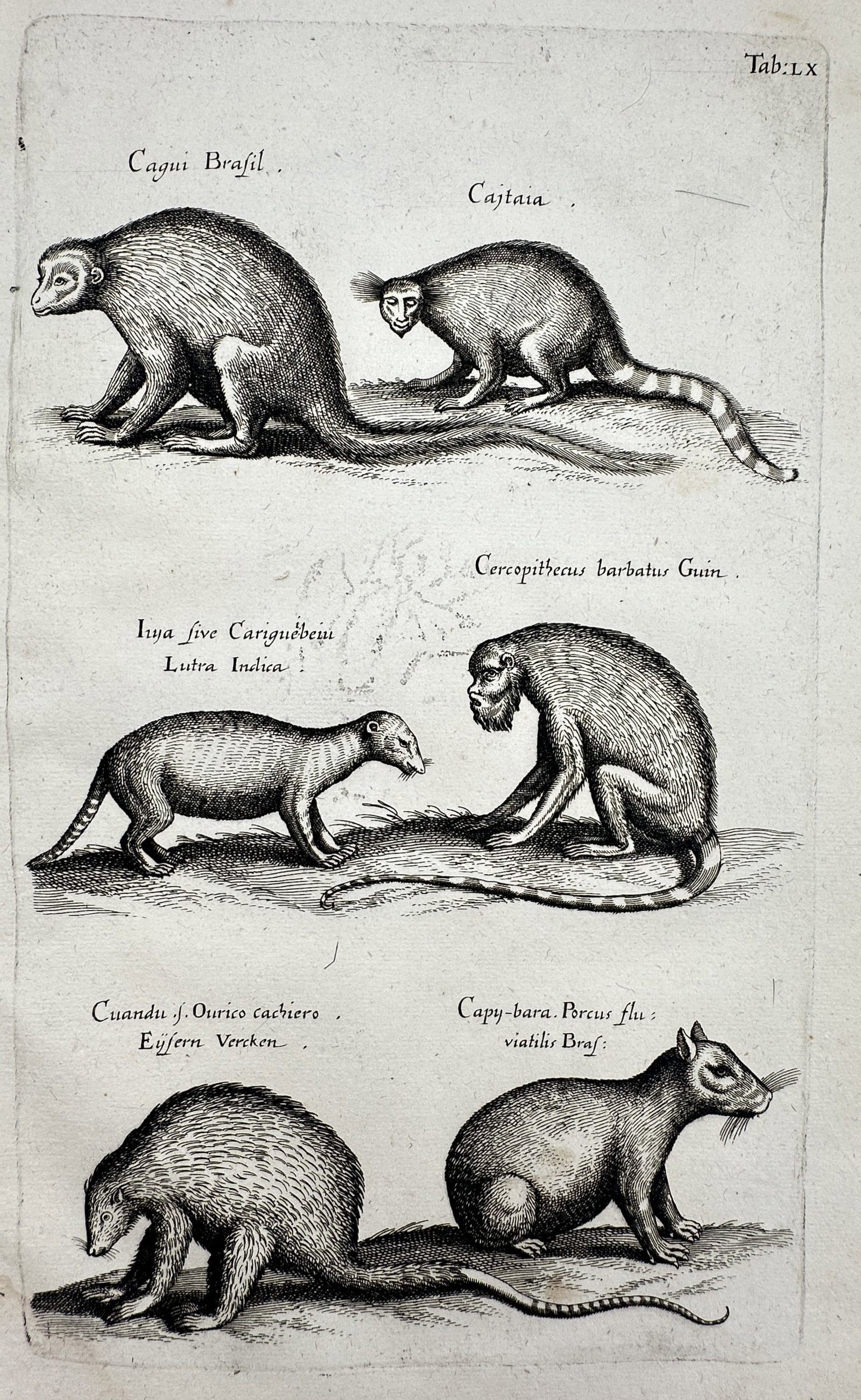 Johannes Jonstonus (1603–1675) – View of Exotic Mammal Species – Copper engraving: "Tab: LX" This copperplate engraving illustrates various exotic animals, including the "Cagui Brasil," "Cajtaia," "Lutra Indica," "Cercopithecus barbatus Guin," "Cuandu," and "Capy-bara." The work is 