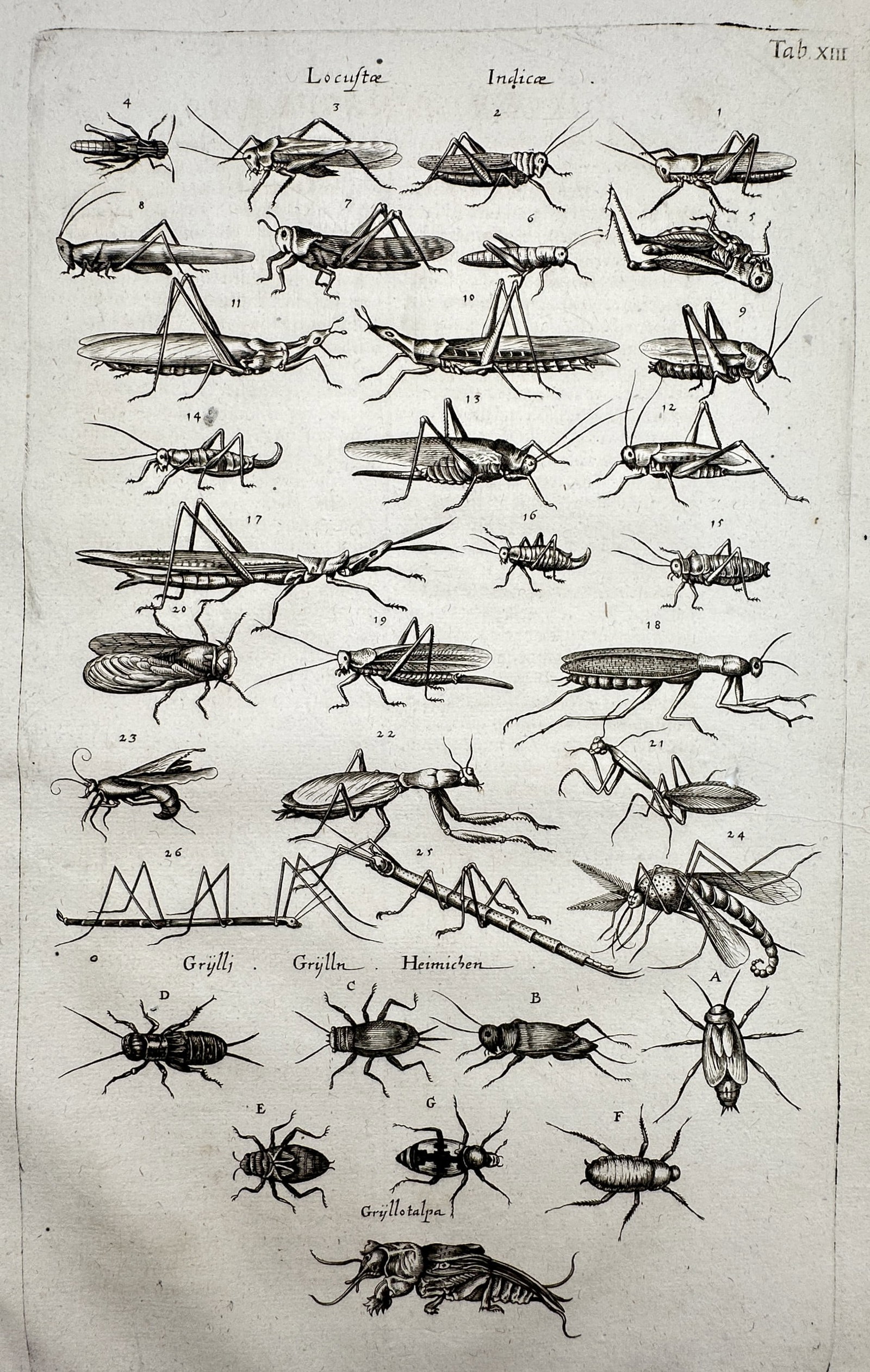 Johannes Jonstonus (1603–1675) – View of Insect Species – Copper engraving (c. 1650–1653): "Tab: XIII" This copperplate engraving from the image illustrates a wide array of insects, primarily featuring "Locustae Indicae" (locusts), grasshoppers, a praying mantis, and various beetles labeled