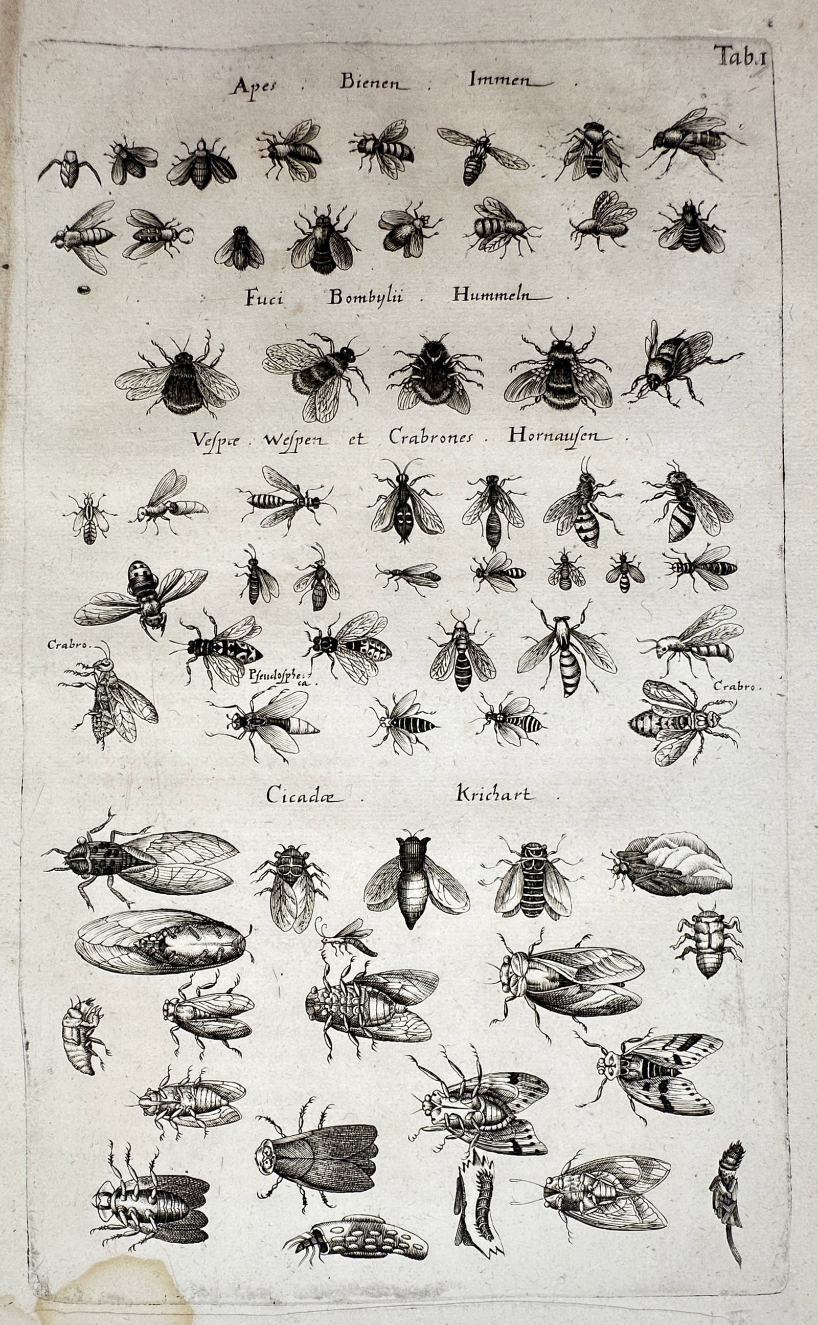 Johannes Jonstonus (1603–1675) – View of Hymenoptera and Cicada Species – Copper engraving: "Tab: I" This copperplate engraving illustrates a diverse collection of insects, including bees ("Apes"), bumblebees ("Fuci Bombylii"), wasps and hornets ("Vespae et Crabrones"), and cicadas ("Cicada"