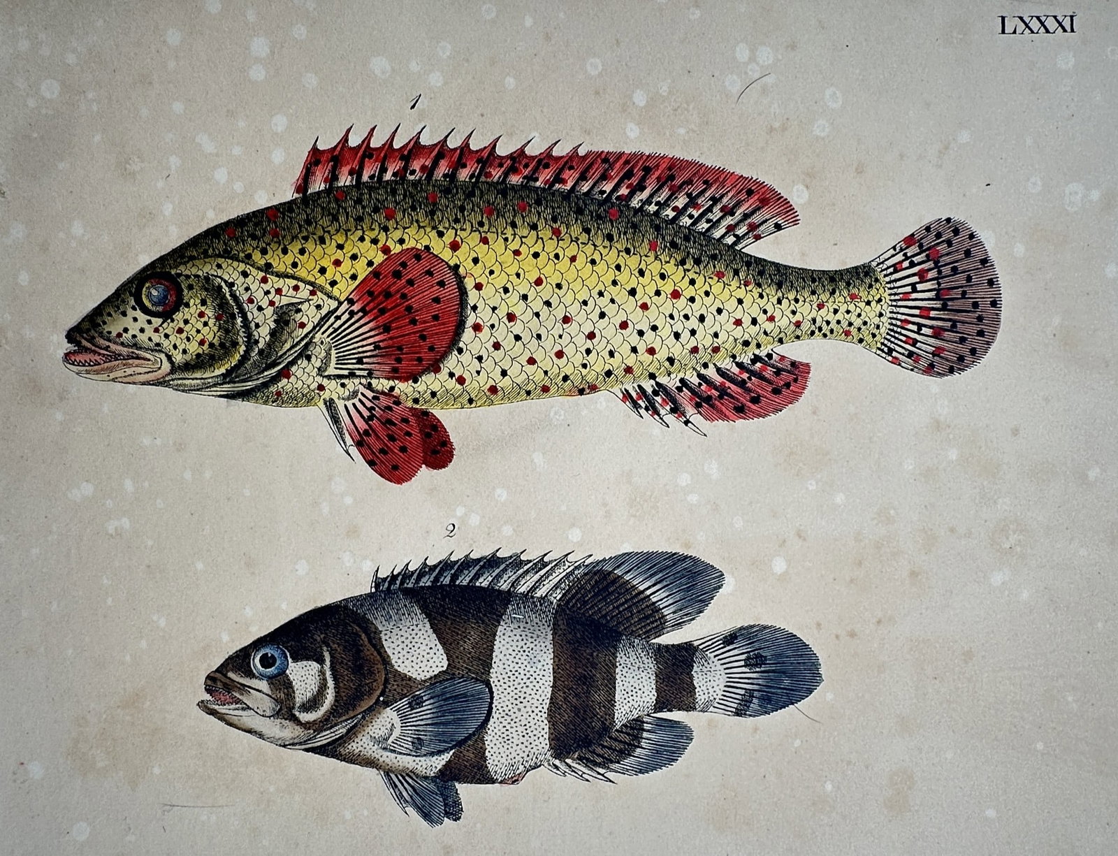 Friedrich Justin Bertuch (147–1822) – Two Species of Fish – Hand-coloured copper engraving (1 of 2)