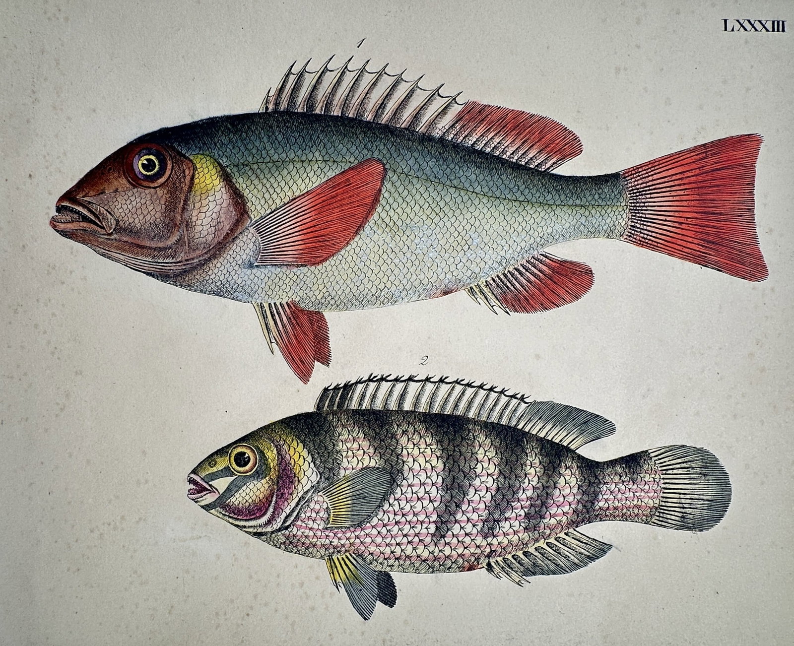 Friedrich Justin Bertuch – Two Exotic Fish – Hand-coloured copper engraving (1790–1830) (1 of 2)