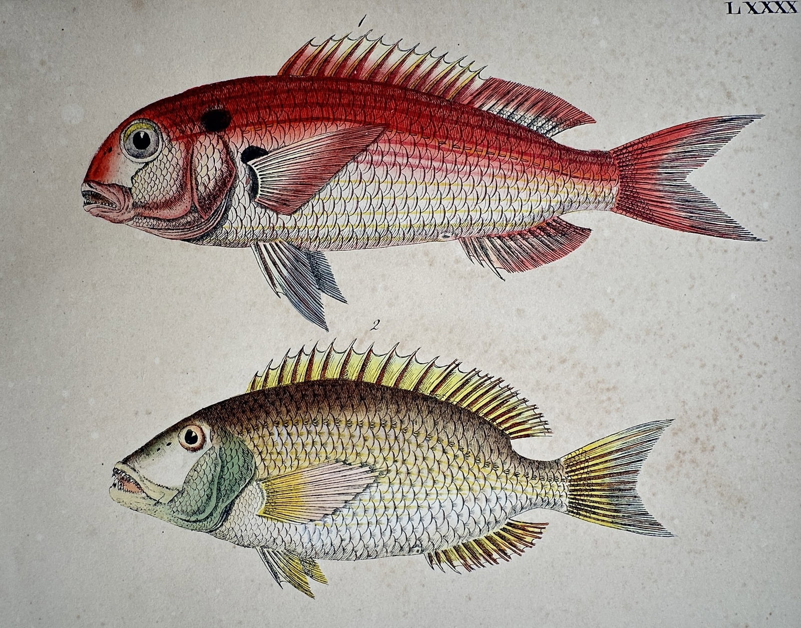 Friedrich Justin Bertuch – Two Species of Fish – Hand-coloured copper engraving (1790–1830) (1 of 2)