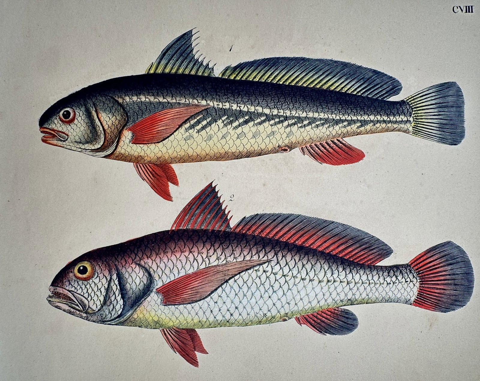 Friedrich Justin Bertuch – Two Tropical Fish – Hand-coloured copper engraving (1790–1830) (1 of 2)
