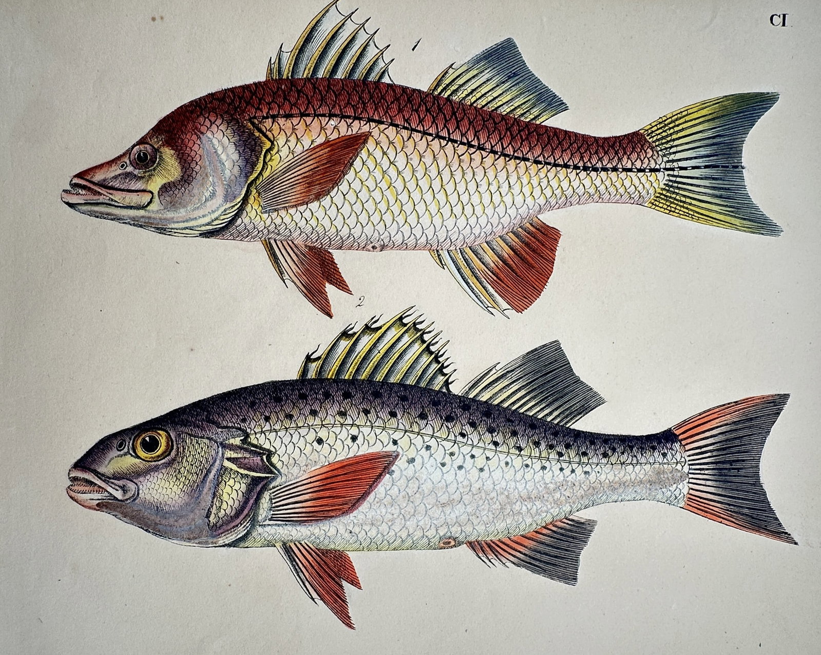 Friedrich Justin Bertuch – Two Species of Perch-like Fish – Hand-coloured copper engraving: "Fische" This plate illustrates two different fish species, the upper one featuring a distinctive red head and yellow-tipped tail, and the lower displaying a speckled body with orange-red fins. It ori