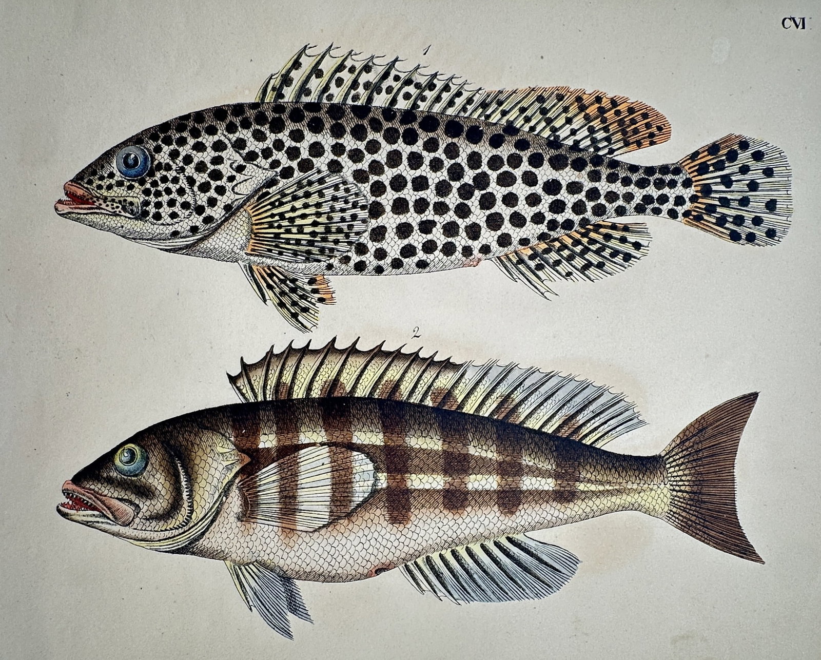 Friedrich Justin Bertuch – Two Spotted and Striped Fish – Hand-coloured copper engraving: "Fische" This plate features two distinct fish species, the upper one covered in bold dark spots and the lower one characterized by vertical brown stripes and a pale underbelly. It originates from the