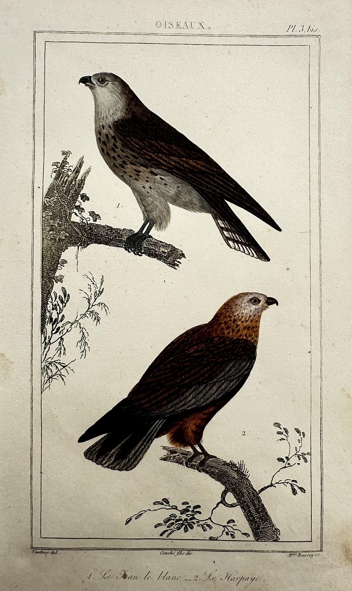 Georges-Louis Leclerc, Comte de Buffon – Two Birds of Prey: The Elanus and The Harpaye: "Le Elan le blanc / Le Harpaye" This plate illustrates two birds of prey perched on branches, specifically a black-winged kite and a harrier. It originates from the monumental Natural History series, 